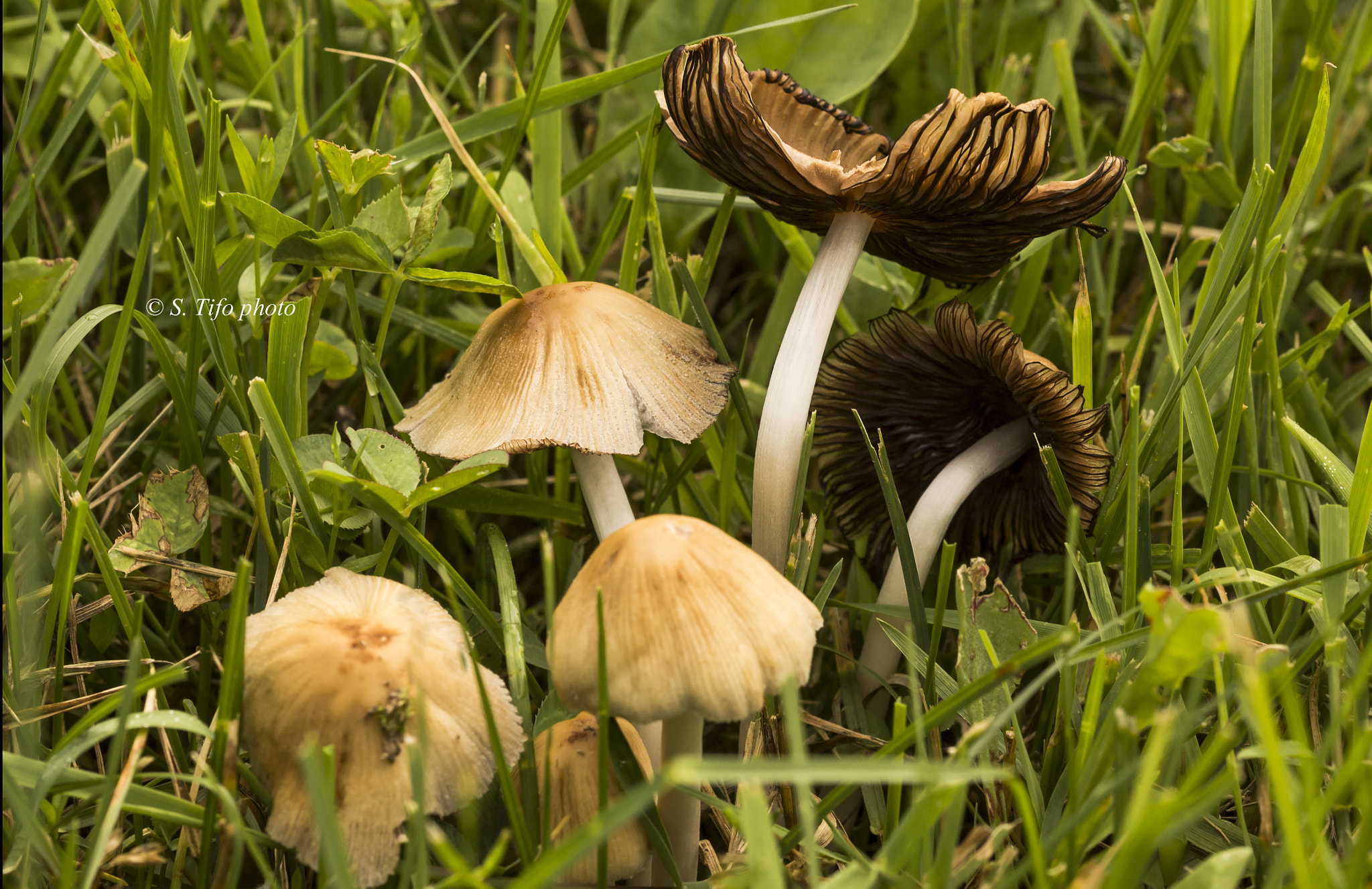 Sigma 105mm F2.8 EX DG OS HSM sample photo. Mushrooms in the jungle ... photography