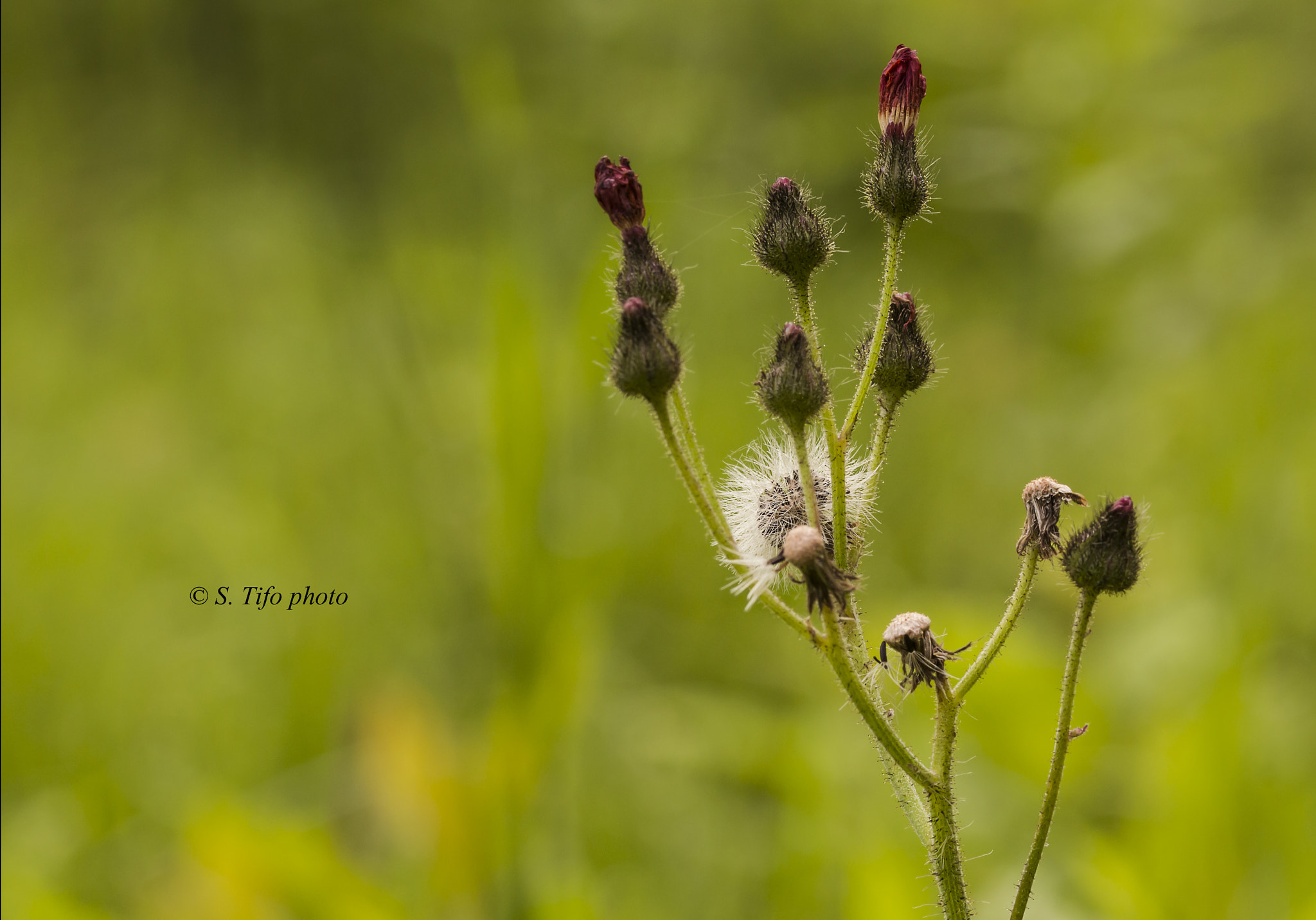 Sigma 105mm F2.8 EX DG OS HSM sample photo. Flowers ... soon .. photography