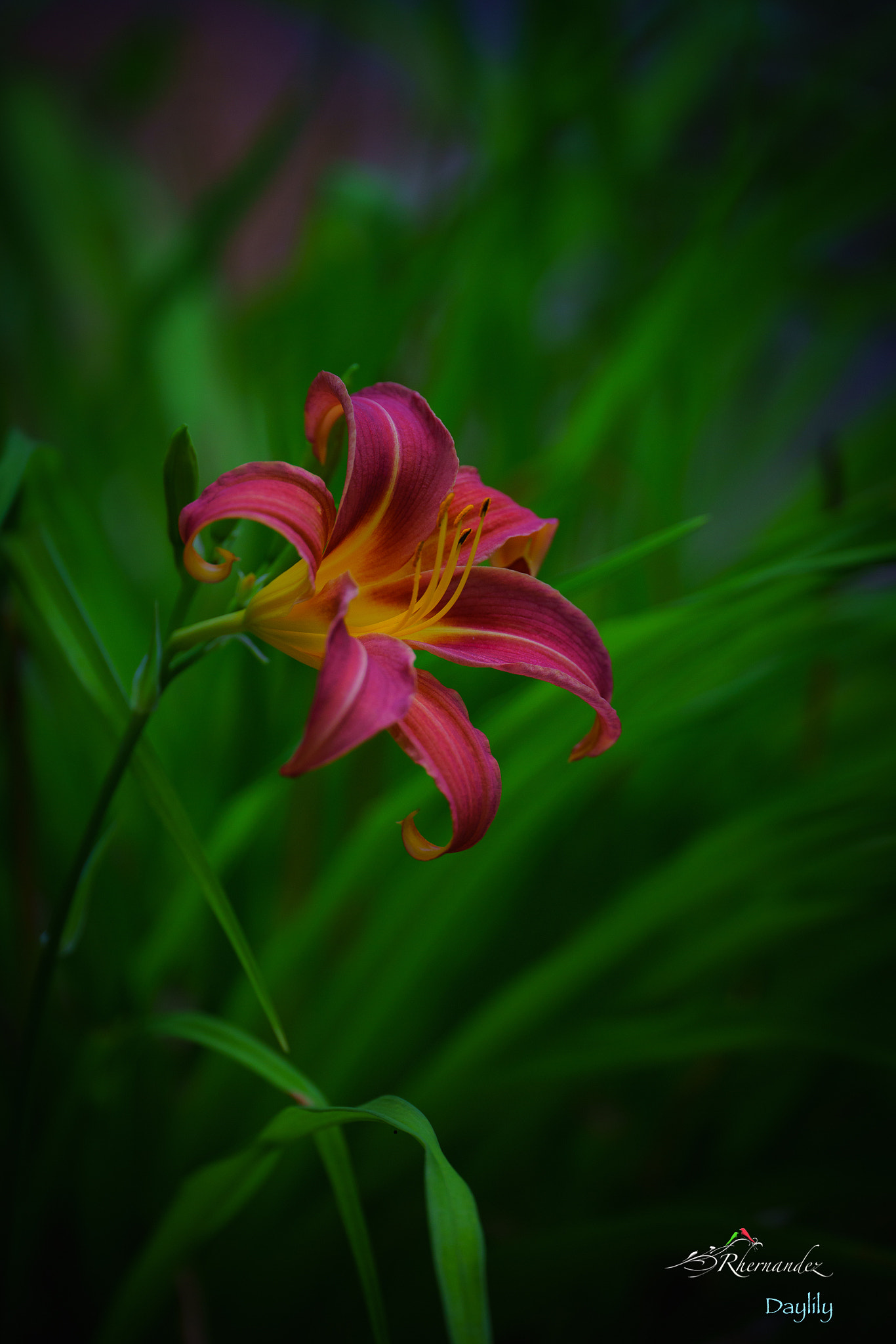 Sony a7R II + Canon EF 200mm F2L IS USM sample photo. Daylily photography