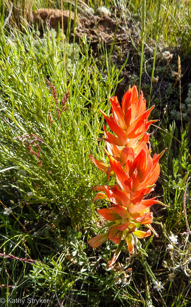 Nikon COOLPIX S9400 sample photo. Flowers photography