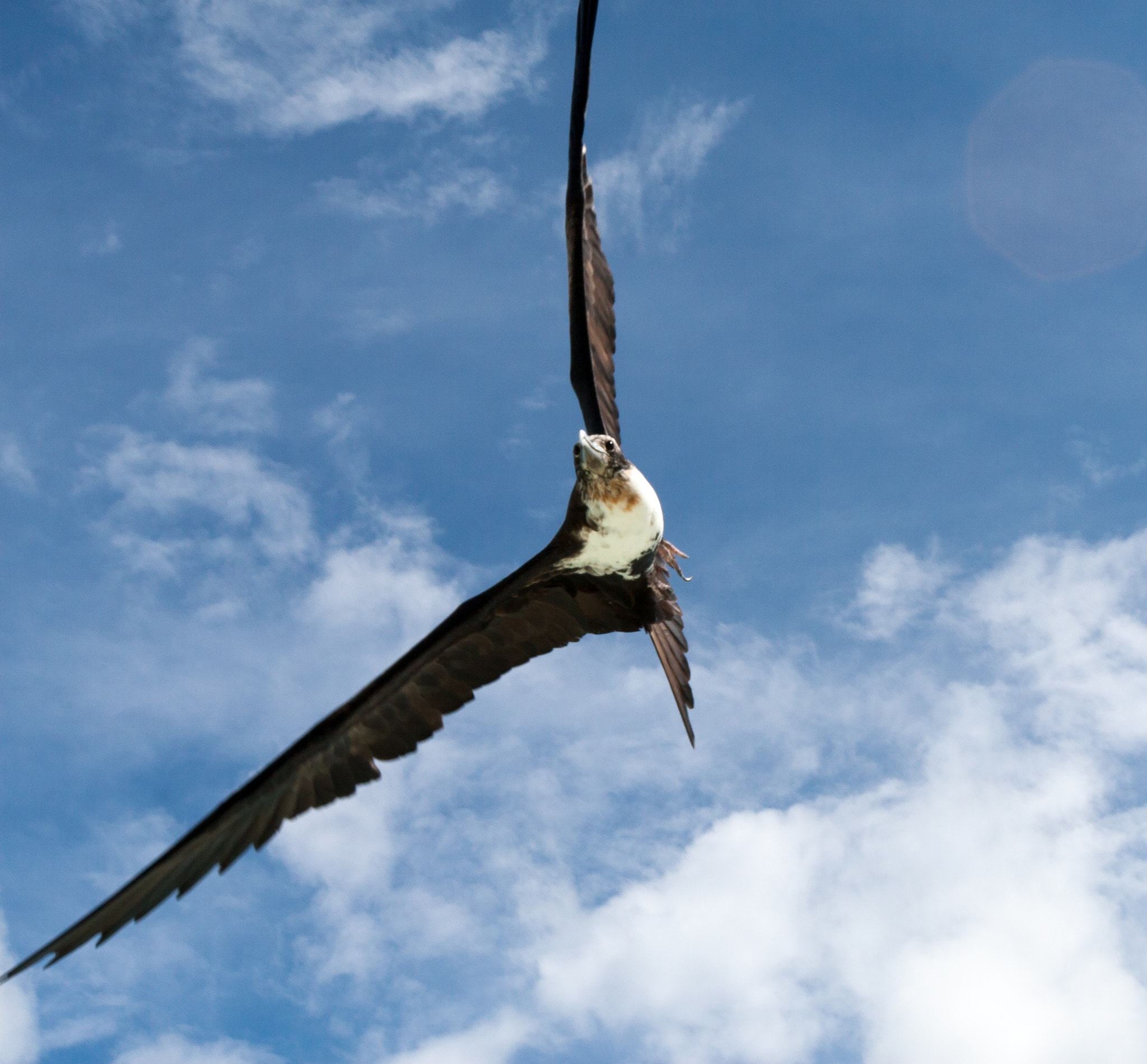 Canon EOS 30D + Canon EF 16-35mm F2.8L USM sample photo. Frigate in flight photography