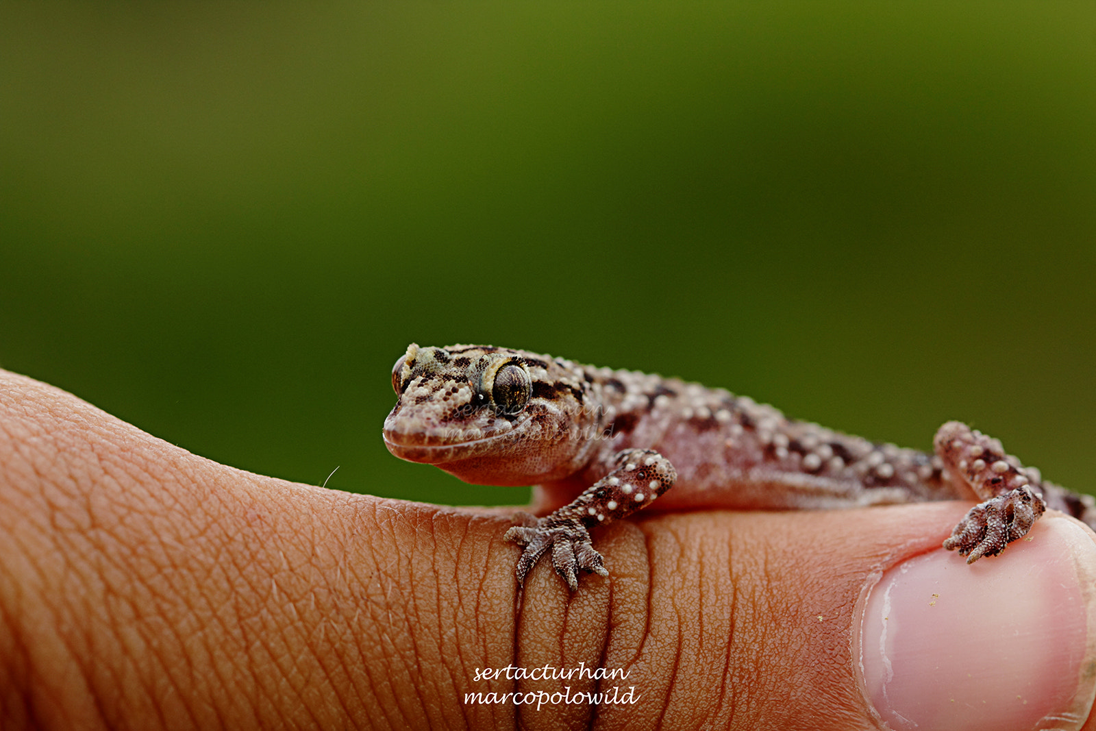Canon EF 100mm F2.8 Macro USM sample photo. Gecko photography