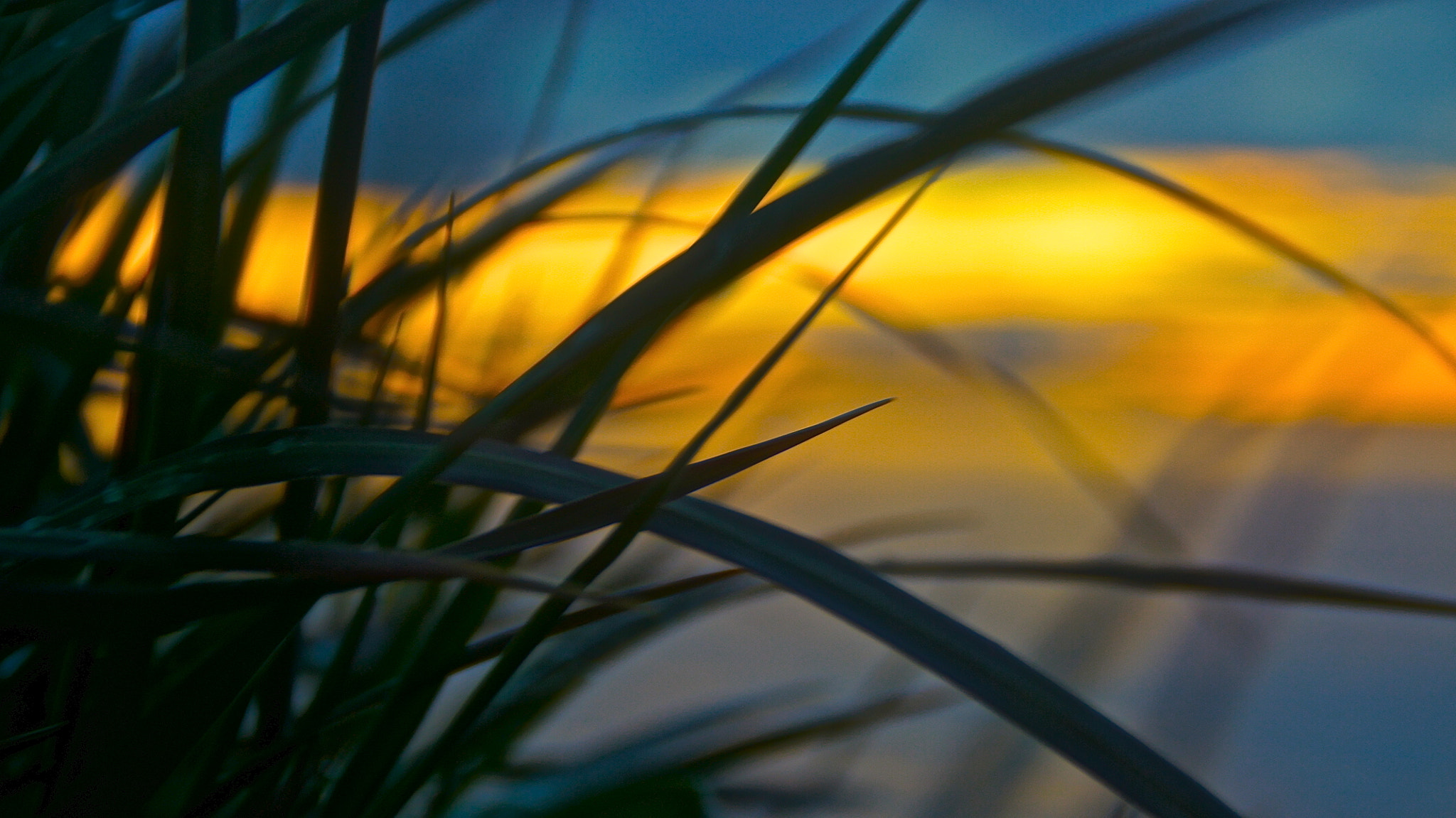 Sony Alpha DSLR-A500 + Tamron AF 28-105mm F4-5.6 [IF] sample photo. Grass photography