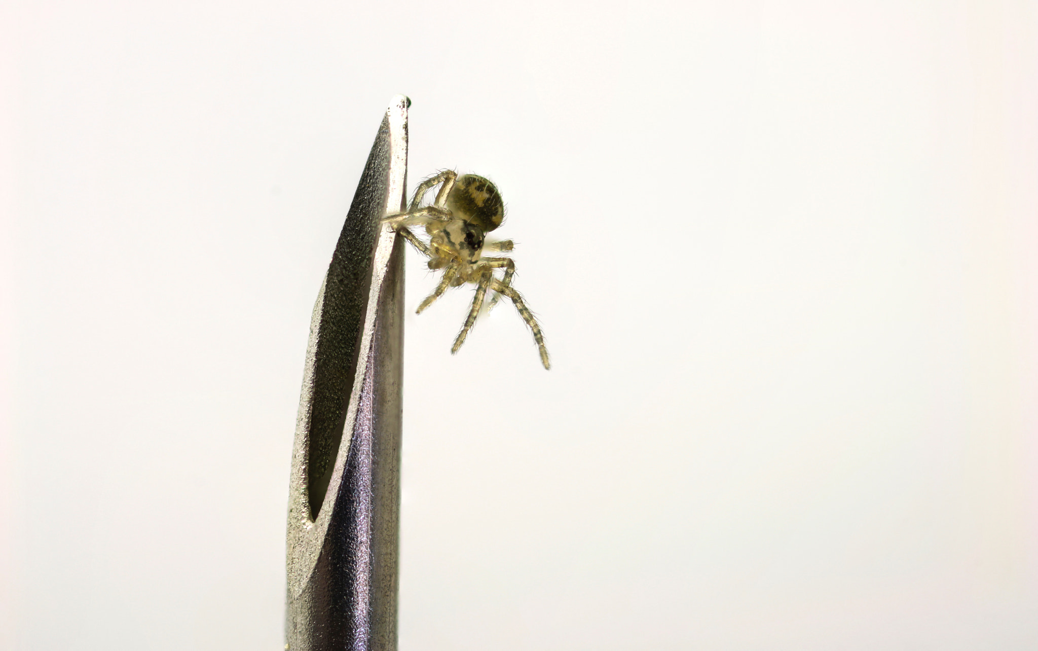 Canon MP-E 65mm F2.5 1-5x Macro Photo sample photo. Medical needle & spider  photography