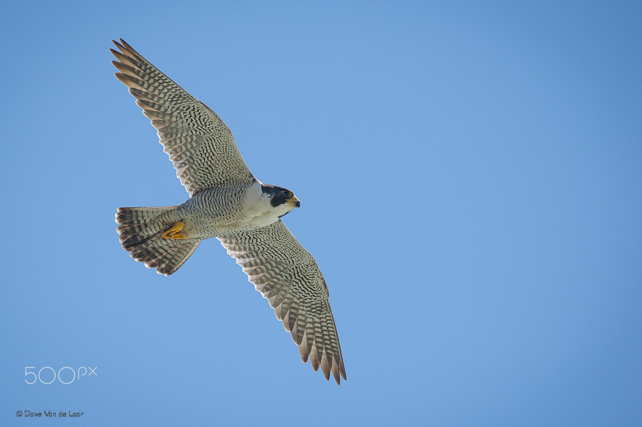Nikon D3S + Nikon AF-S Nikkor 600mm F4G ED VR sample photo. Peregrine falcon photography