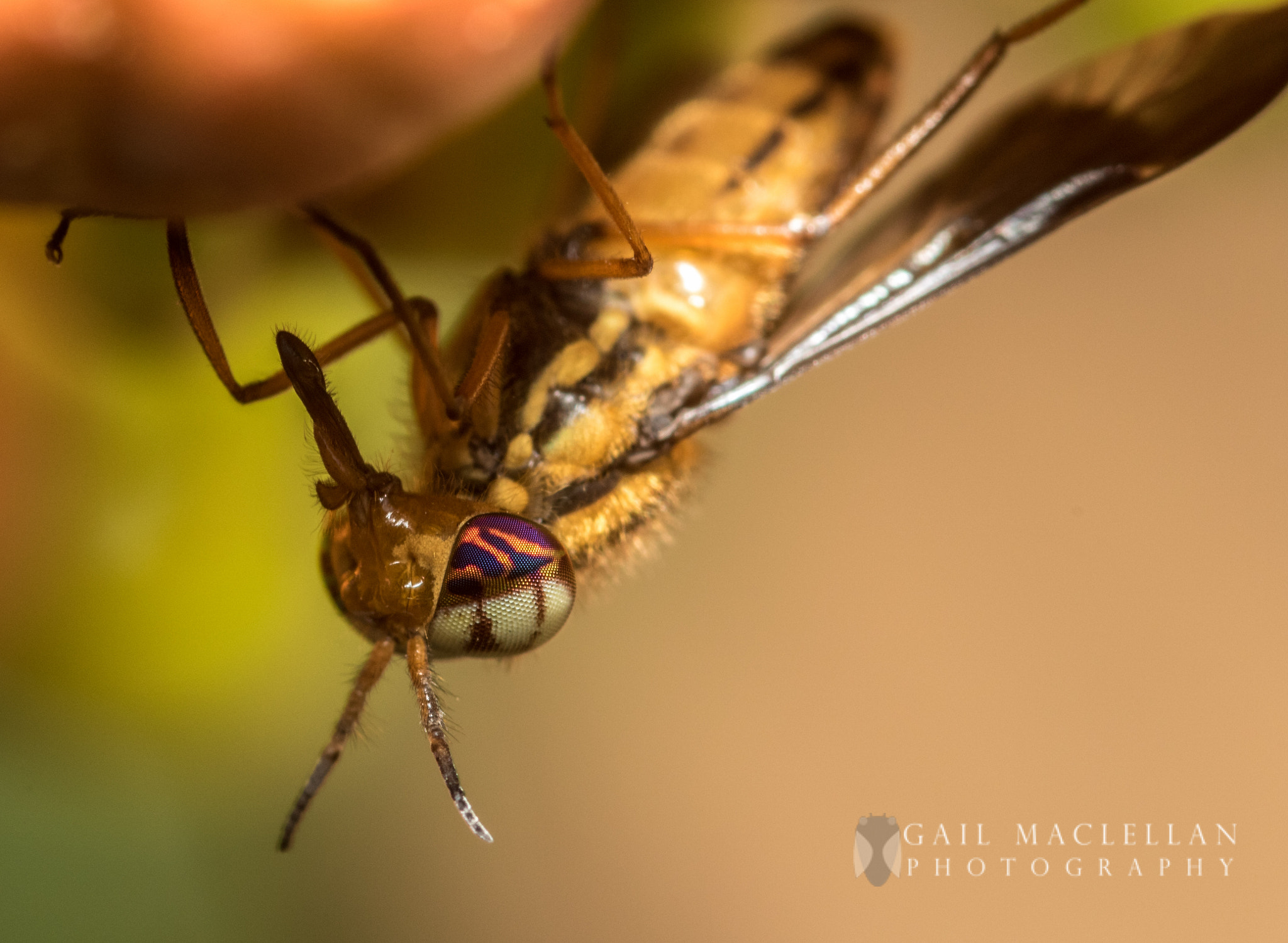 Sigma 105mm F2.8 EX DG Macro sample photo. Fly - compound eye close-up photography