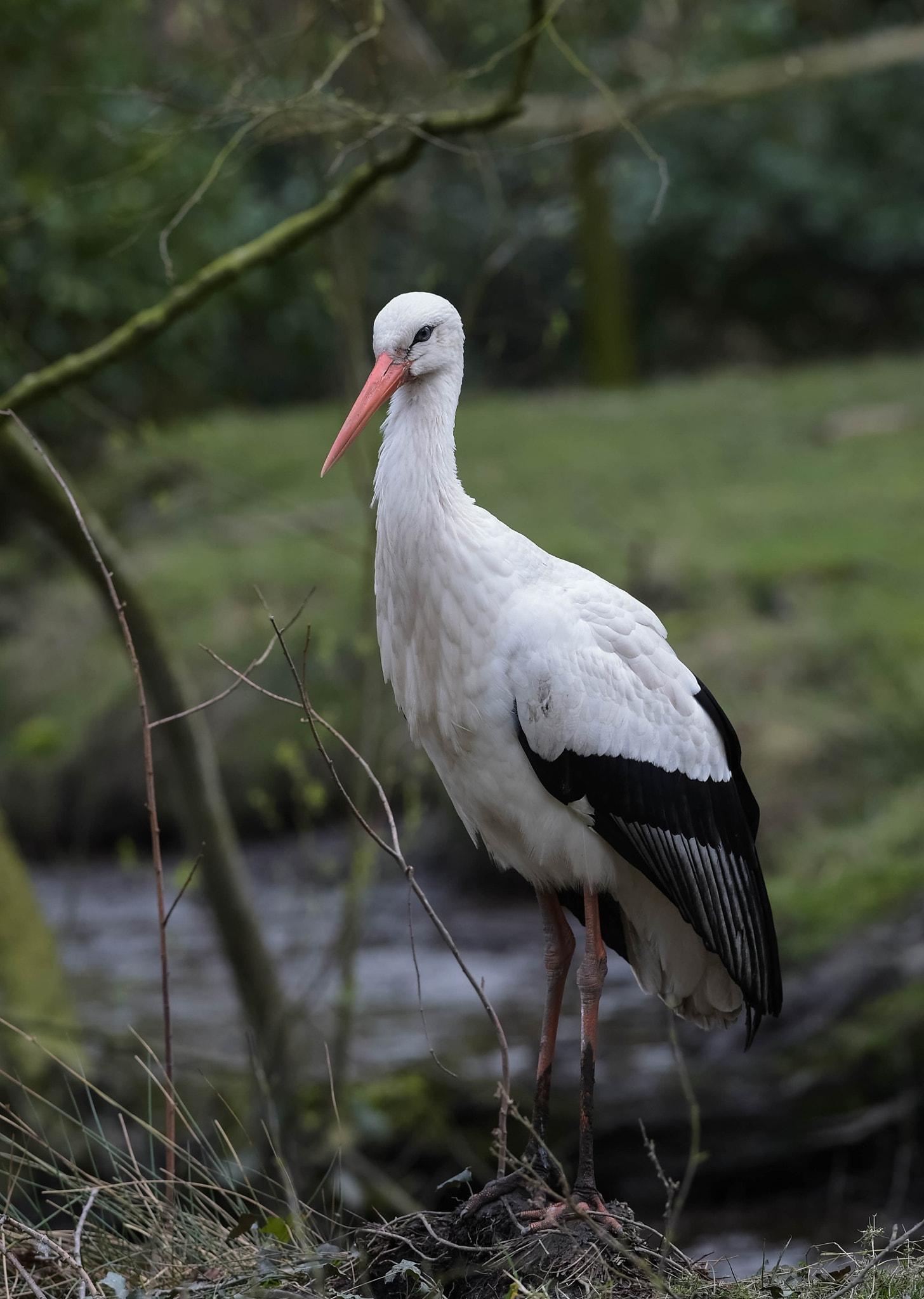 Nikon AF-S Nikkor 300mm F2.8G ED VR II sample photo. White stork. photography