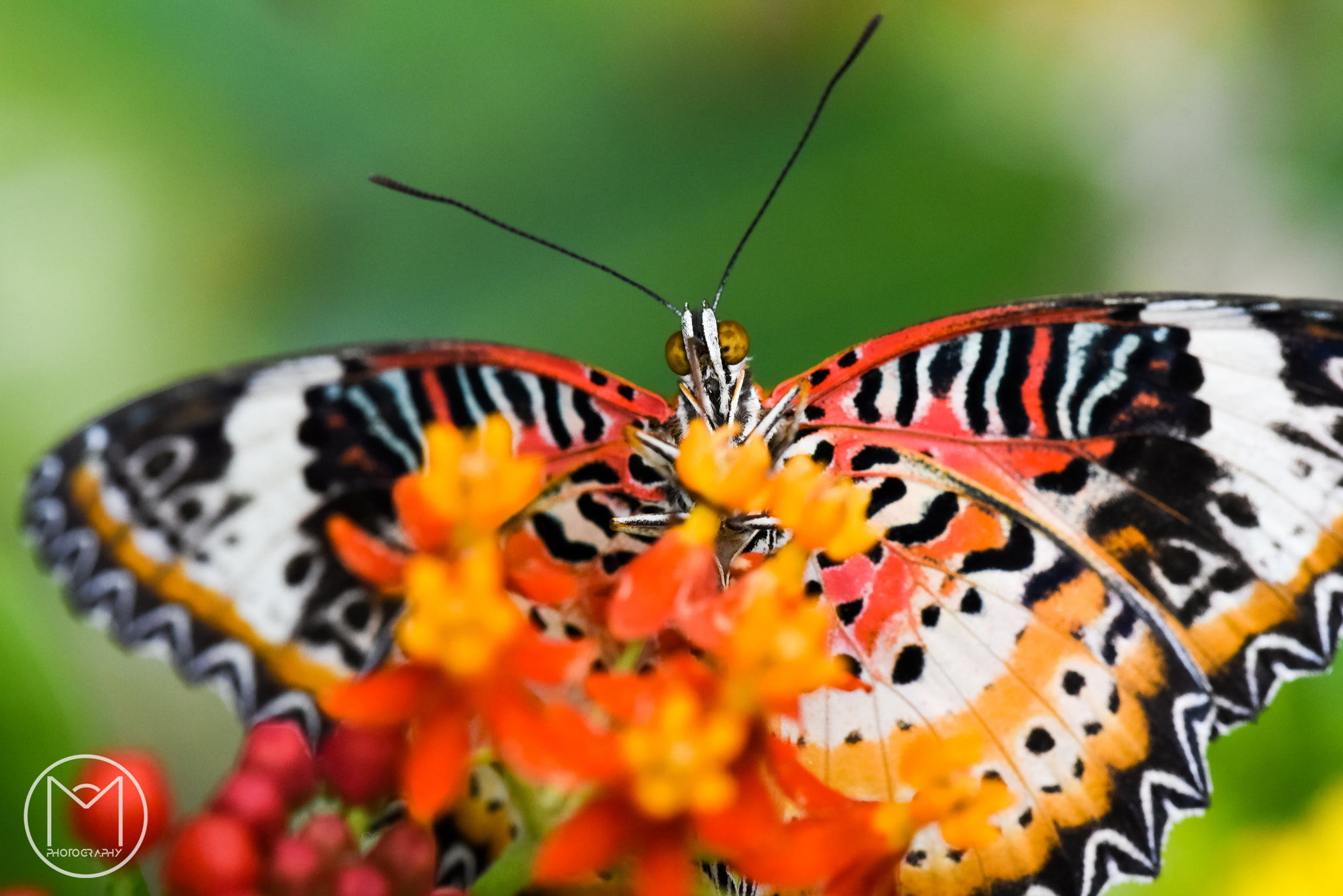 Nikon AF Micro-Nikkor 200mm F4D ED-IF sample photo. Butterfly photography