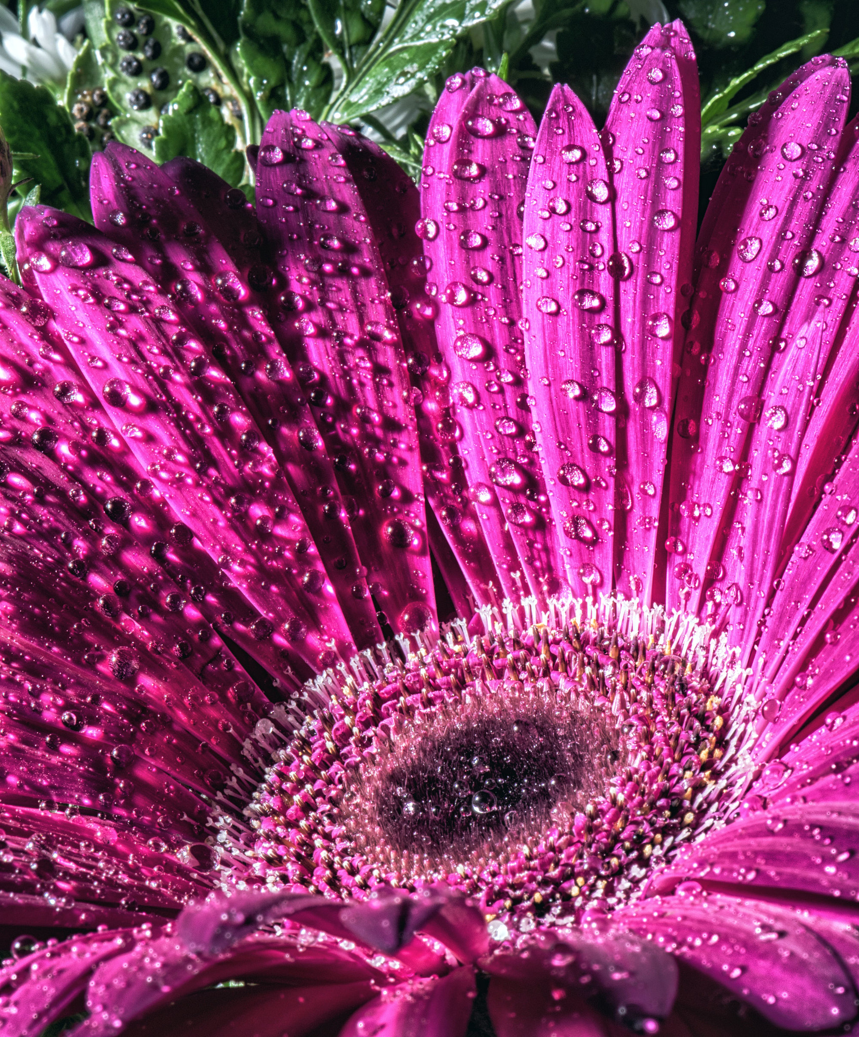 Nikon AF-S Micro-Nikkor 105mm F2.8G IF-ED VR sample photo. Gerber daisy photography
