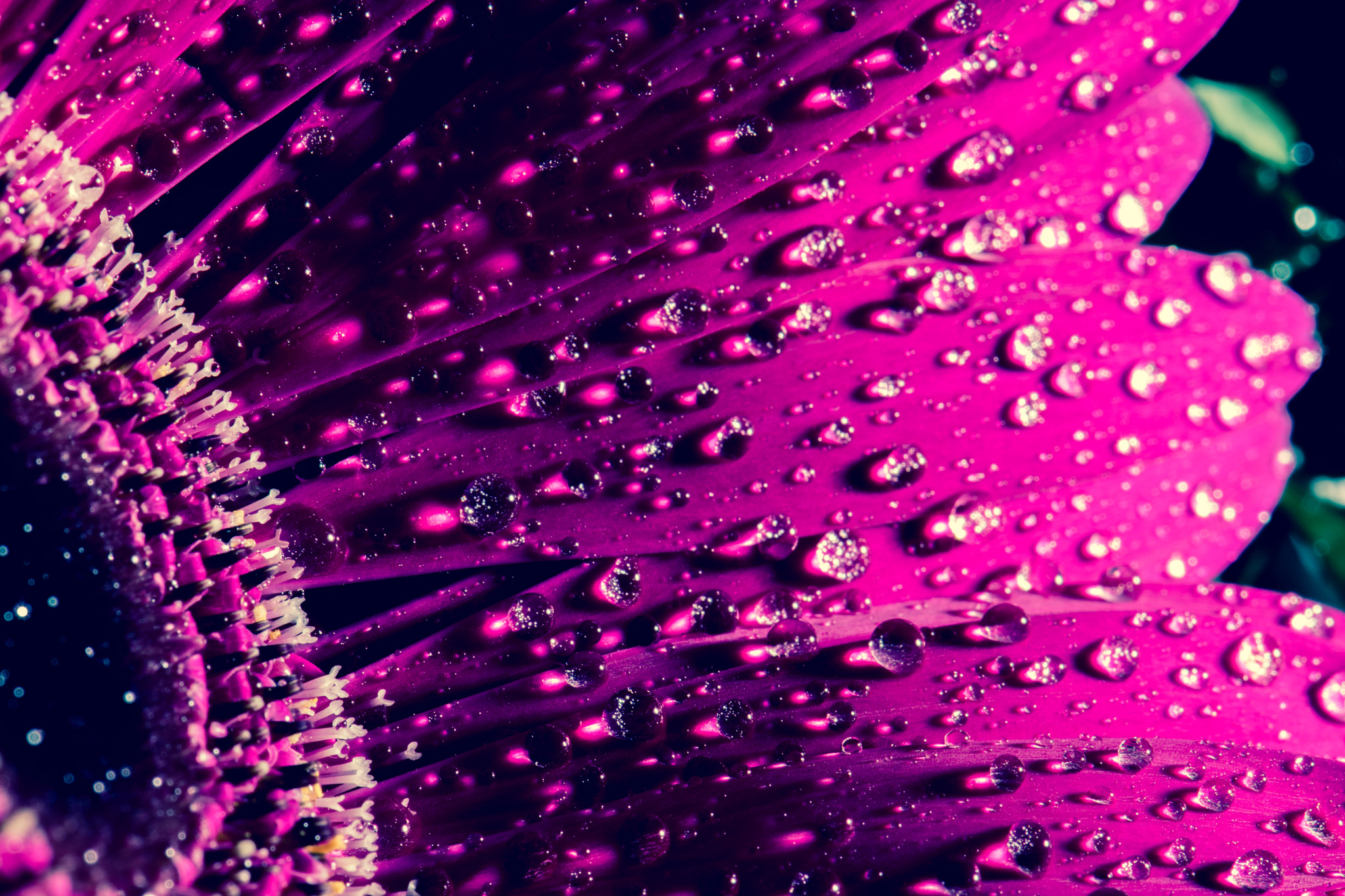 Nikon AF-S Micro-Nikkor 105mm F2.8G IF-ED VR sample photo. Petals photography