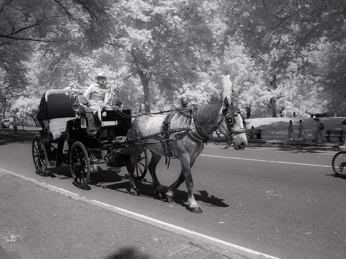 Nikon COOLPIX P5100 sample photo. Ir bw central park. photography