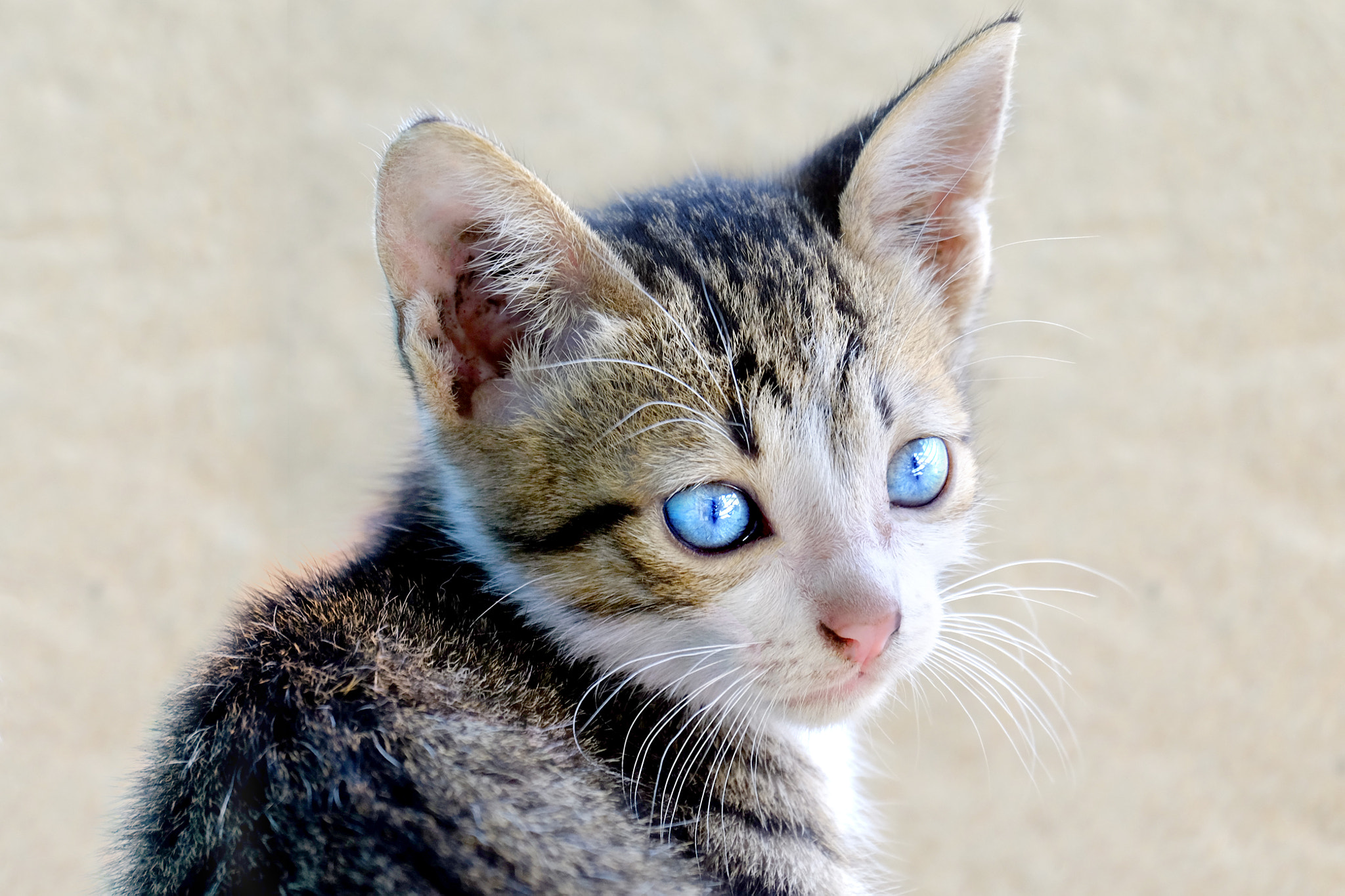 Fujifilm XC 50-230mm F4.5-6.7 OIS II sample photo. Cute cat with magnificent eyes photography