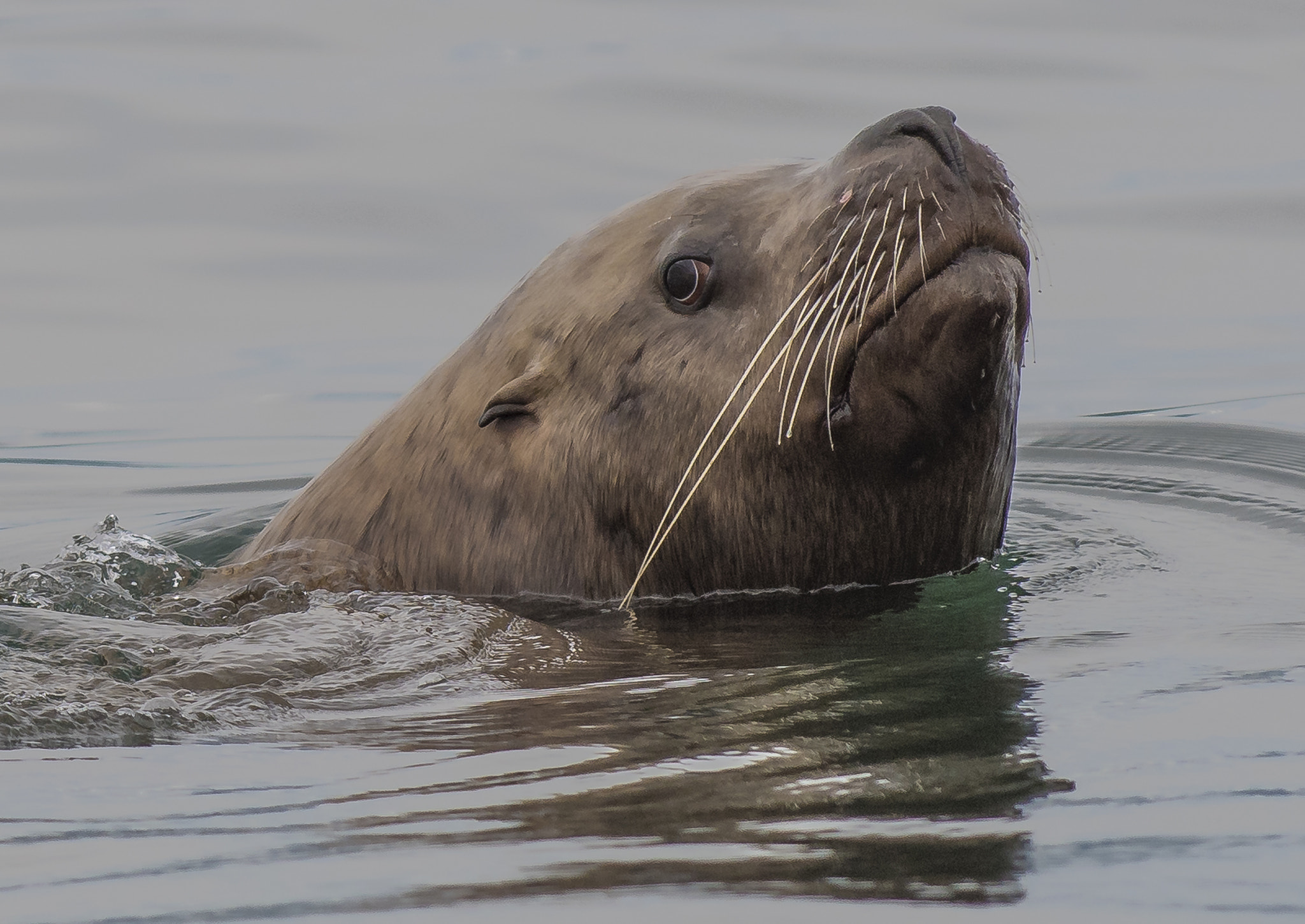 Nikon D500 sample photo. Juneau alaska photography