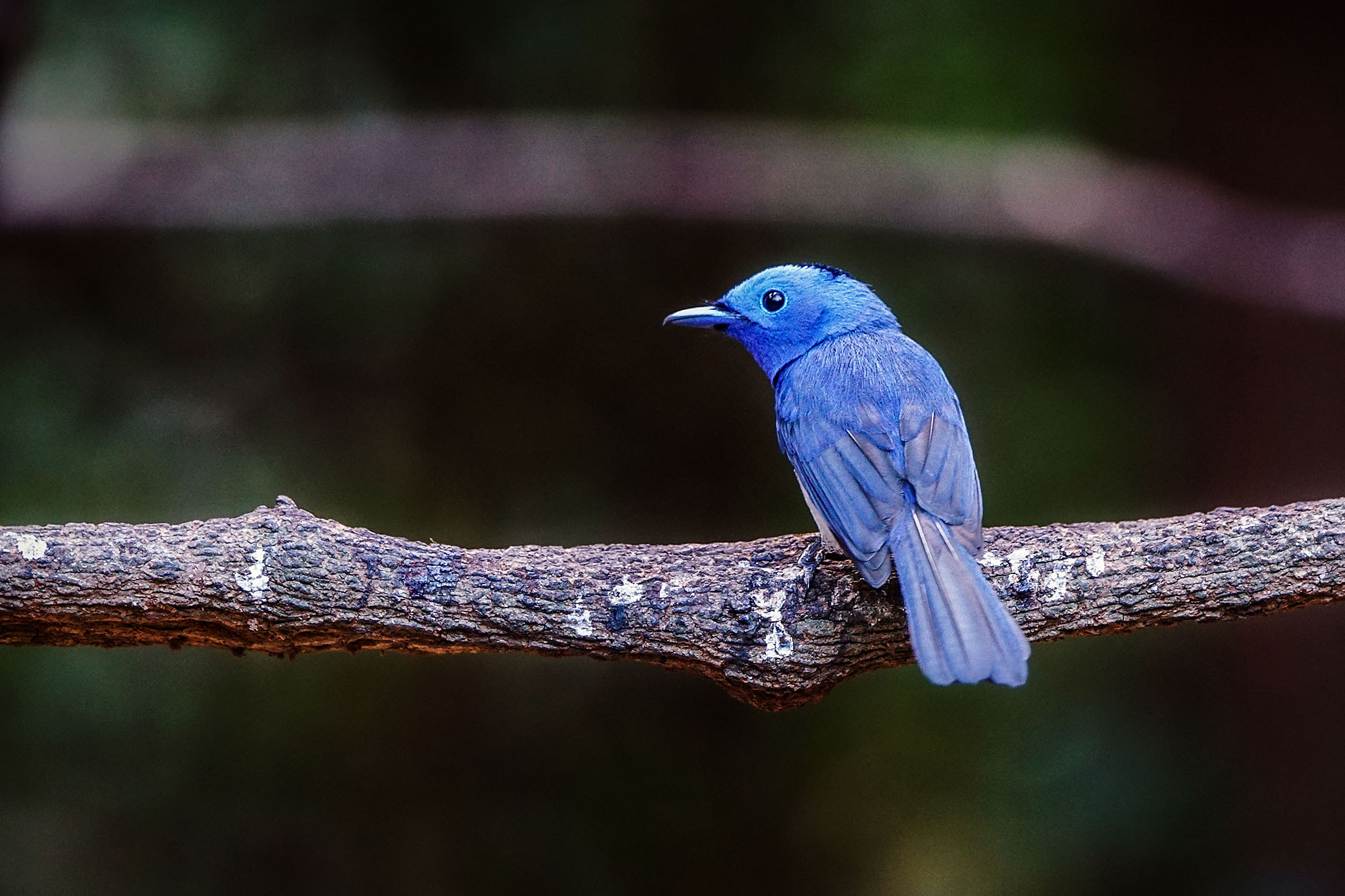 Sony ILCA-77M2 + Sony 70-400mm F4-5.6 G SSM II sample photo. Black-naped monarch photography