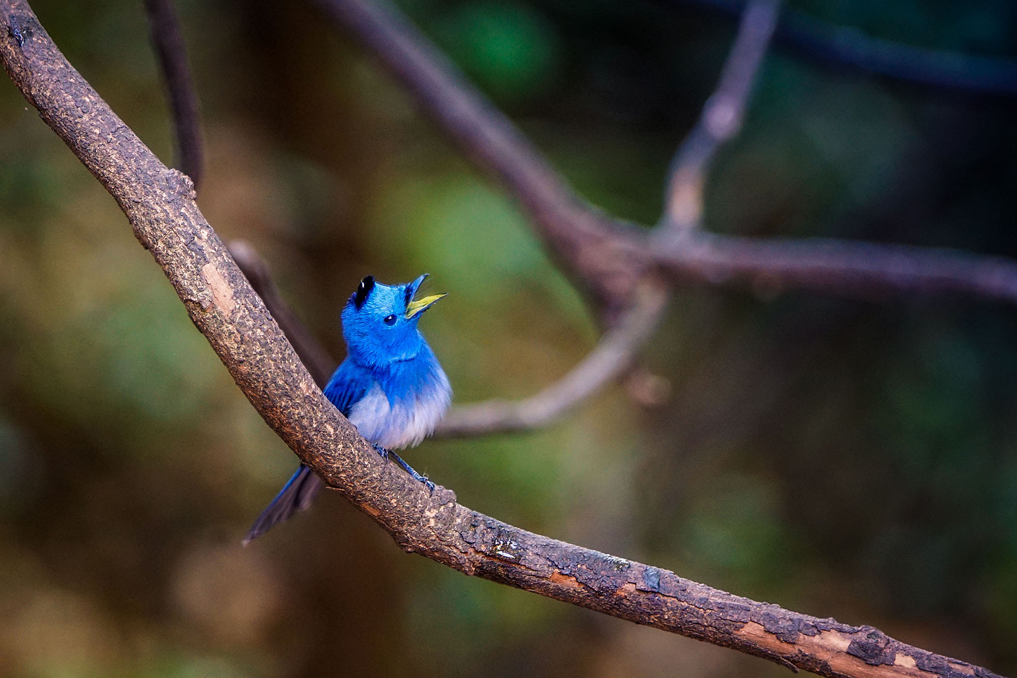 Sony ILCA-77M2 + Sony 70-400mm F4-5.6 G SSM II sample photo. Black-naped monarch photography