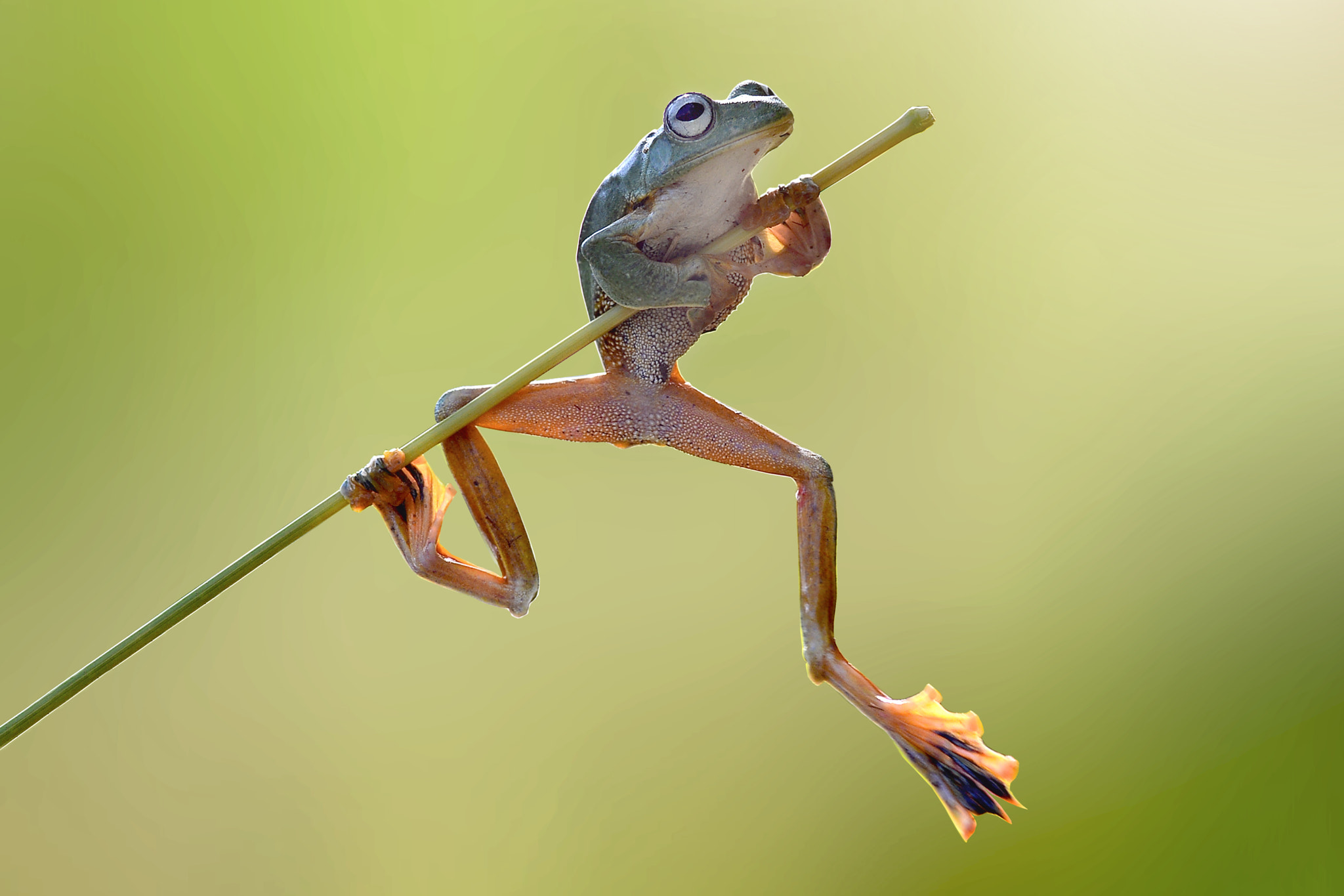 Nikon AF-S Nikkor 17-35mm F2.8D ED-IF sample photo. Pole vault flying frog photography