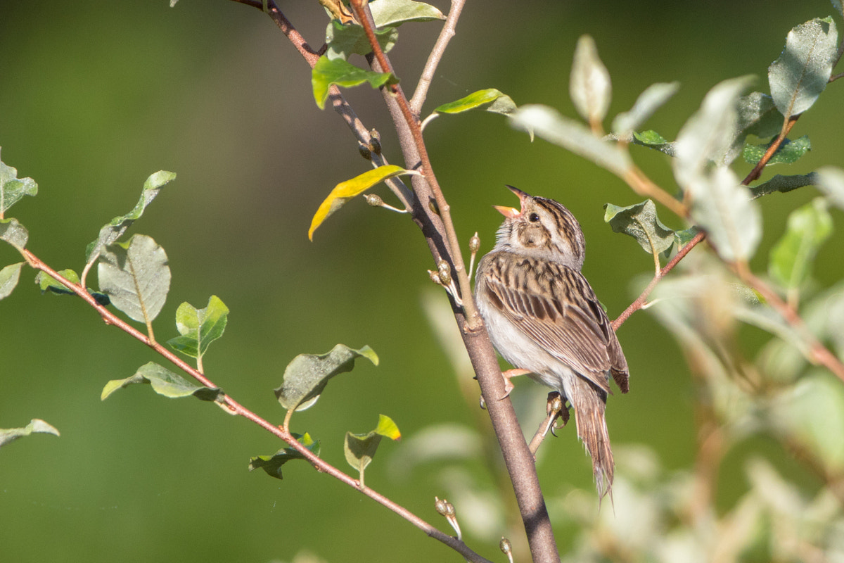 Canon EOS 7D Mark II + Canon EF 200-400mm F4L IS USM Extender 1.4x sample photo. Clay-colored sparrow photography