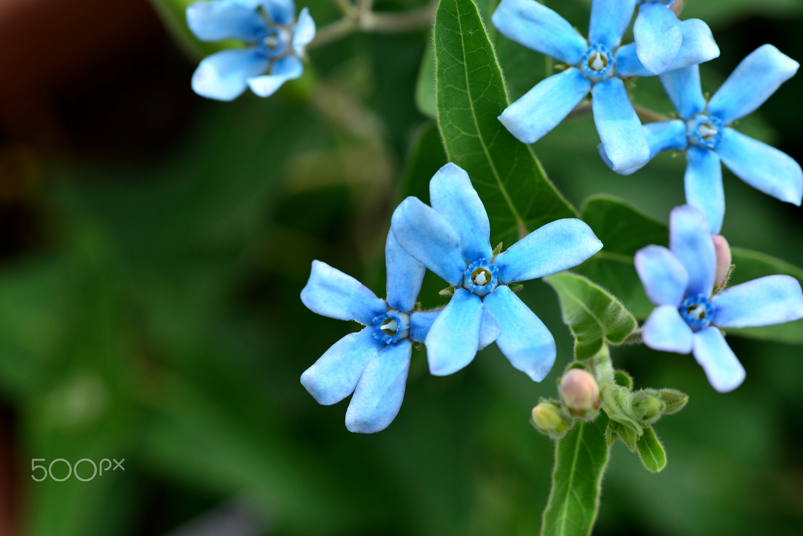 Nikon D600 sample photo. Blue star born in brazil. photography