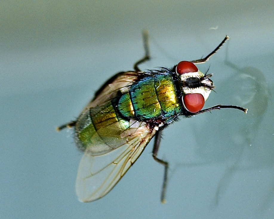 Tamron SP 70-200mm F2.8 Di VC USD sample photo. Fly on glass photography