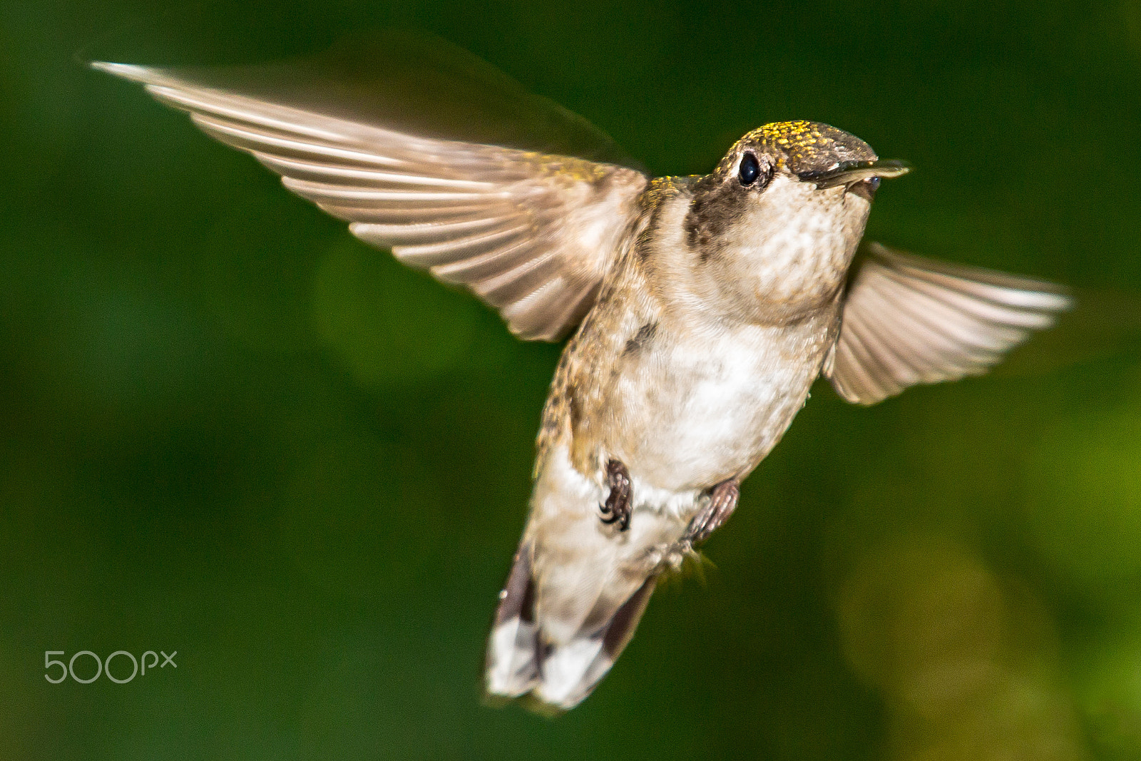 Canon EOS 100D (EOS Rebel SL1 / EOS Kiss X7) sample photo. Humming bird 3 photography