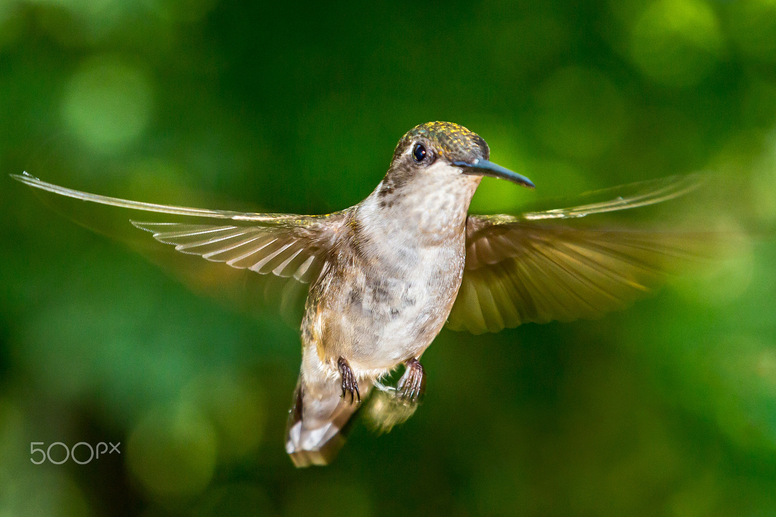 Canon EOS 100D (EOS Rebel SL1 / EOS Kiss X7) sample photo. Humming bird 4 photography