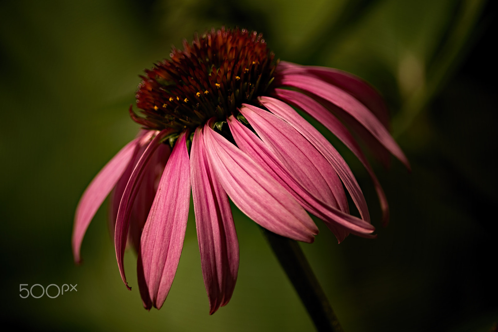 Nikon D810 + Nikon AF-S Nikkor 300mm F4D ED-IF sample photo. Pink coneflower in the garden 0707 photography