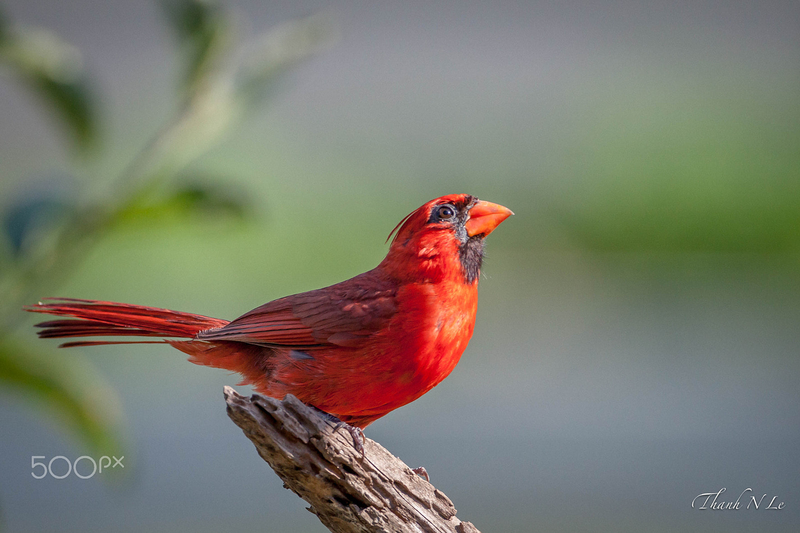 Canon EF 500mm F4L IS USM sample photo. What's up? photography