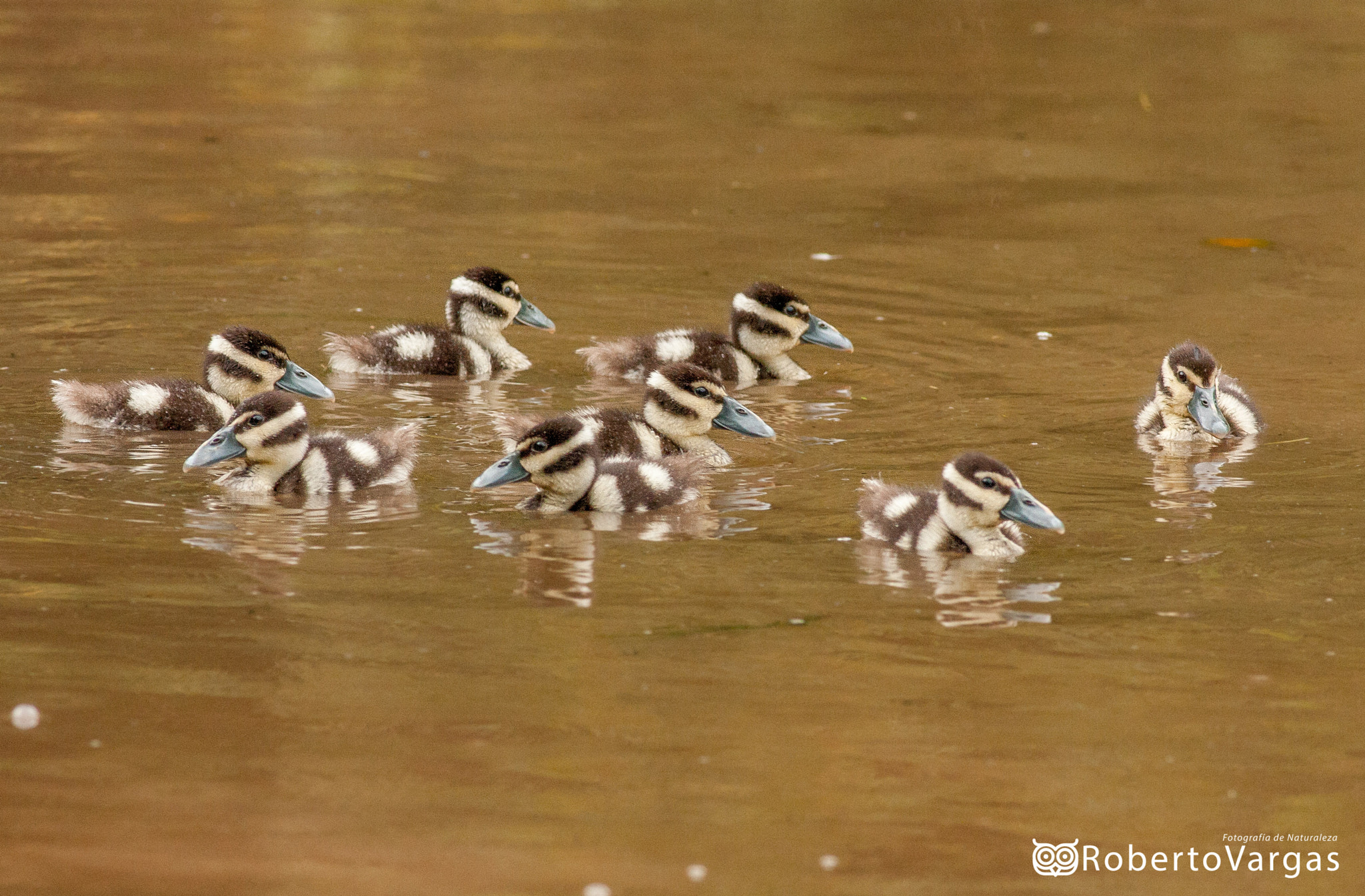 Canon EOS 40D + Canon EF 400mm F5.6L USM sample photo. Dendrocygna autumnalis / piche / black-bellied whistling-duck photography