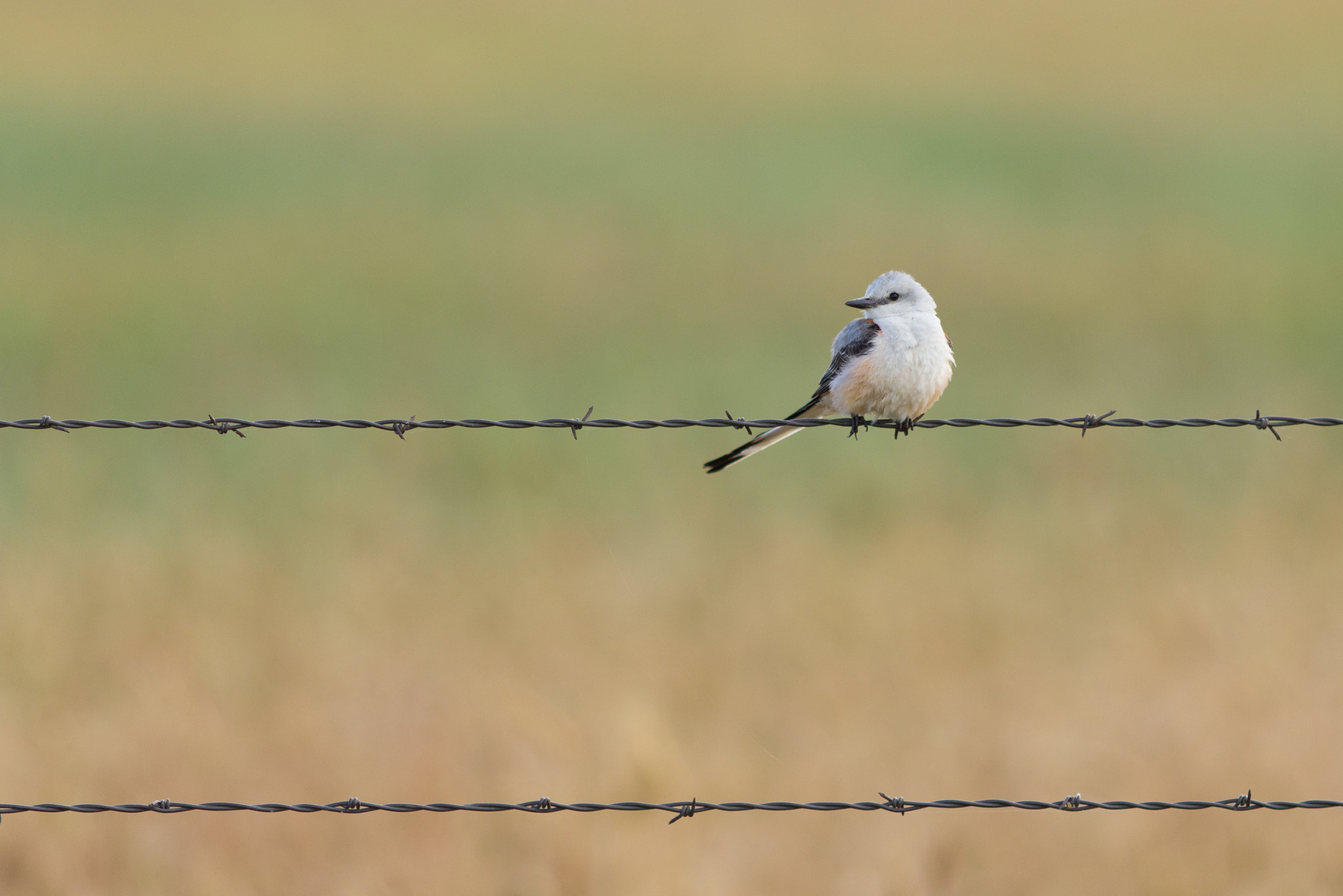 Canon EOS 60D + Canon EF 200mm F2.8L II USM sample photo. Scissor-tailed flycatcher photography