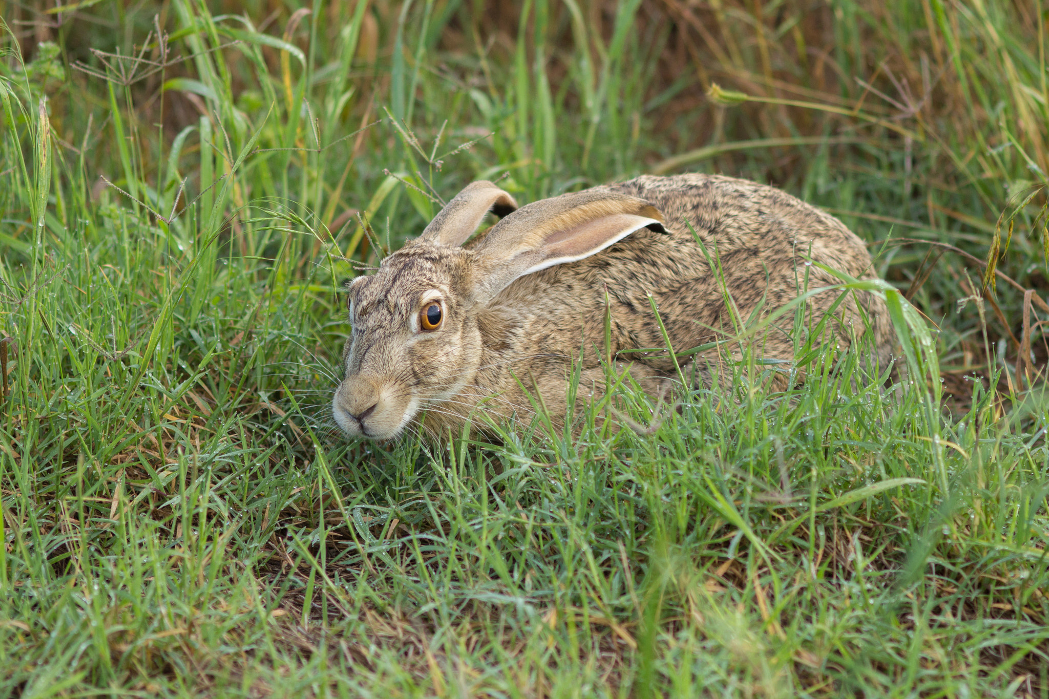 Canon EOS 60D + Canon EF 200mm F2.8L II USM sample photo. Jackrabbit dew photography