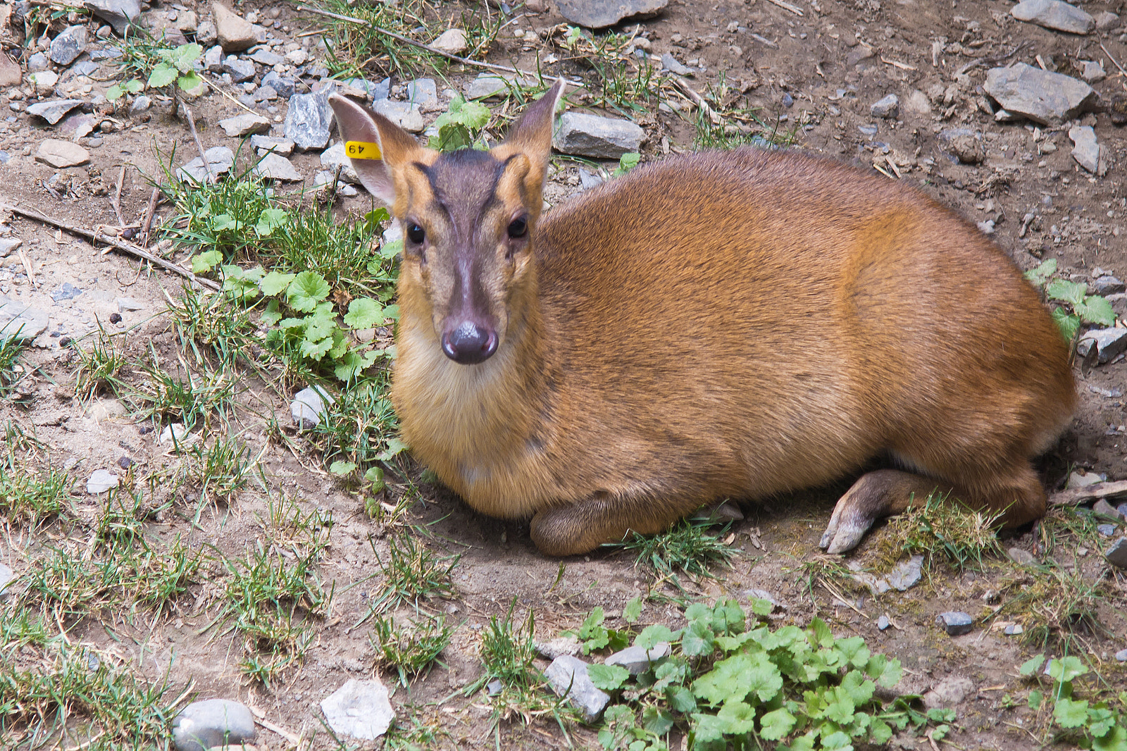 Canon EF-S 17-85mm F4-5.6 IS USM sample photo. Barking deer photography
