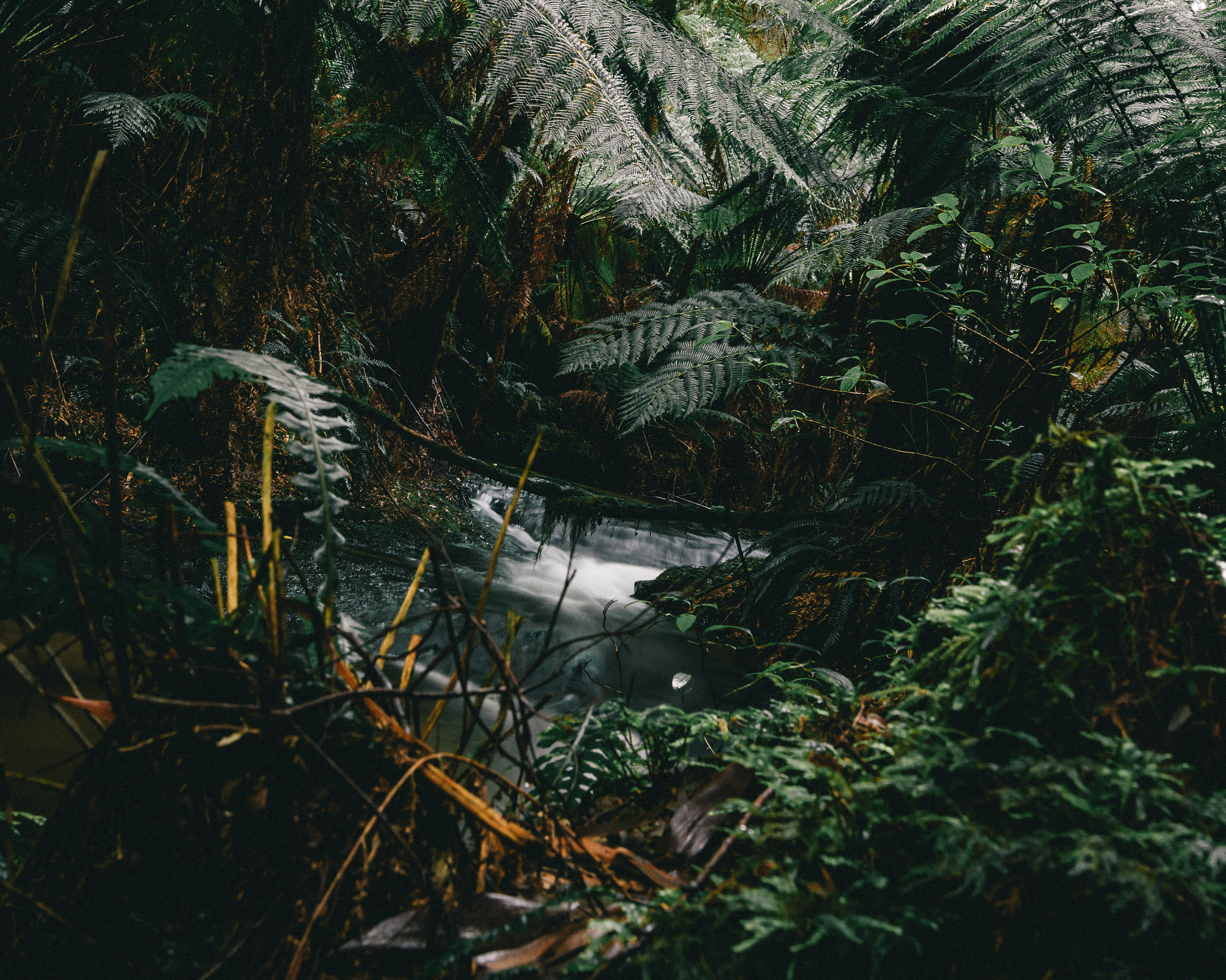 Sigma 24mm F1.4 DG HSM Art sample photo. Melba gully national park. photography