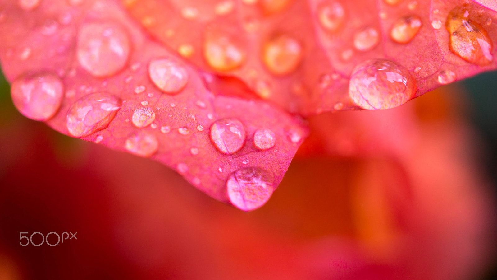 Sony Alpha NEX-7 + Sony E 30mm F3.5 Macro sample photo. Don't fall photography