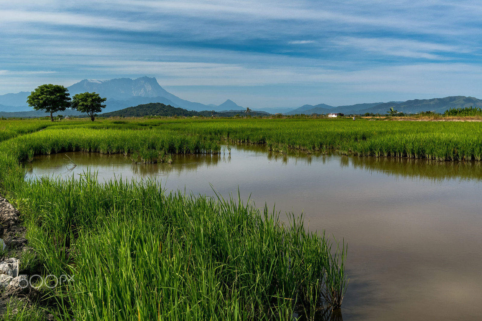 Nikon AF-S Nikkor 18-35mm F3.5-4.5G ED sample photo. Rice field in front of mt kinabalu,sabah photography