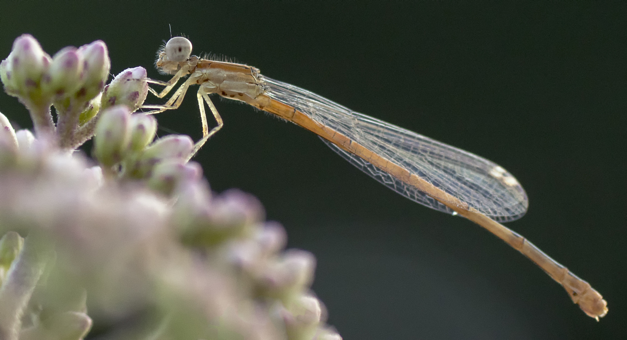 Sony ILCA-77M2 + Tamron SP AF 90mm F2.8 Di Macro sample photo. Delicate photography