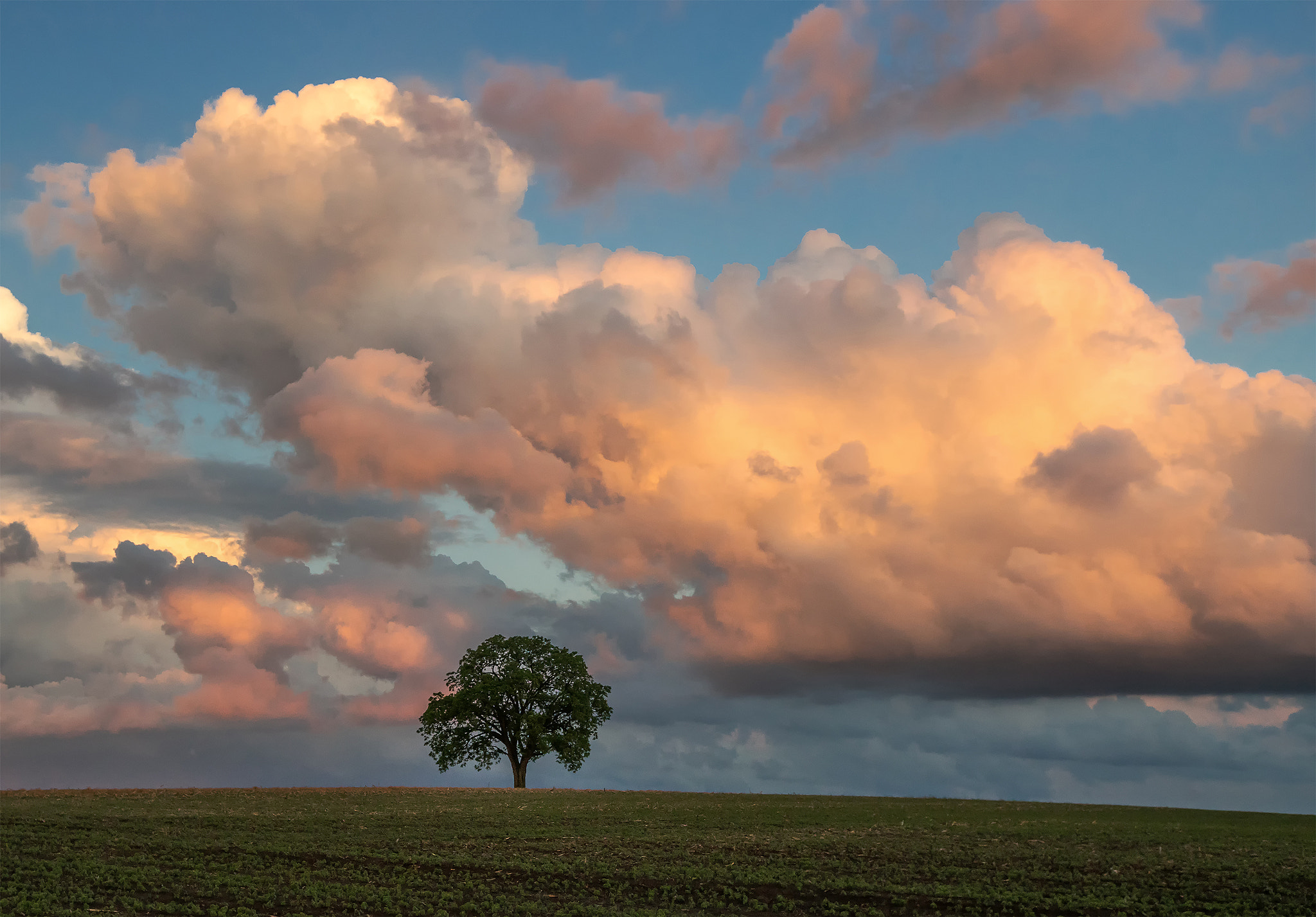 Sony a7R + Canon EF 16-35mm F2.8L II USM sample photo. Lonely tree photography