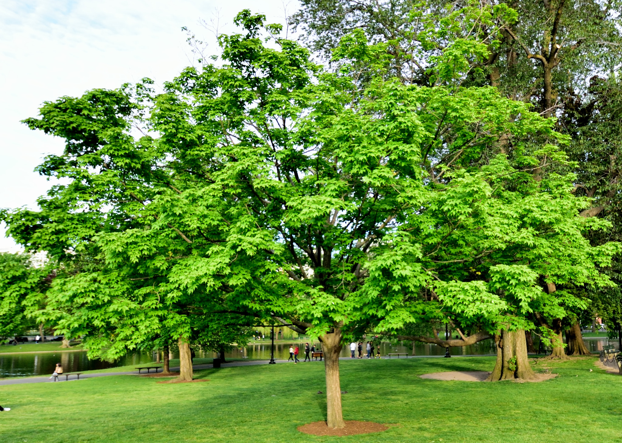 Nikon D5300 + Tamron SP AF 10-24mm F3.5-4.5 Di II LD Aspherical (IF) sample photo. Boston common photography