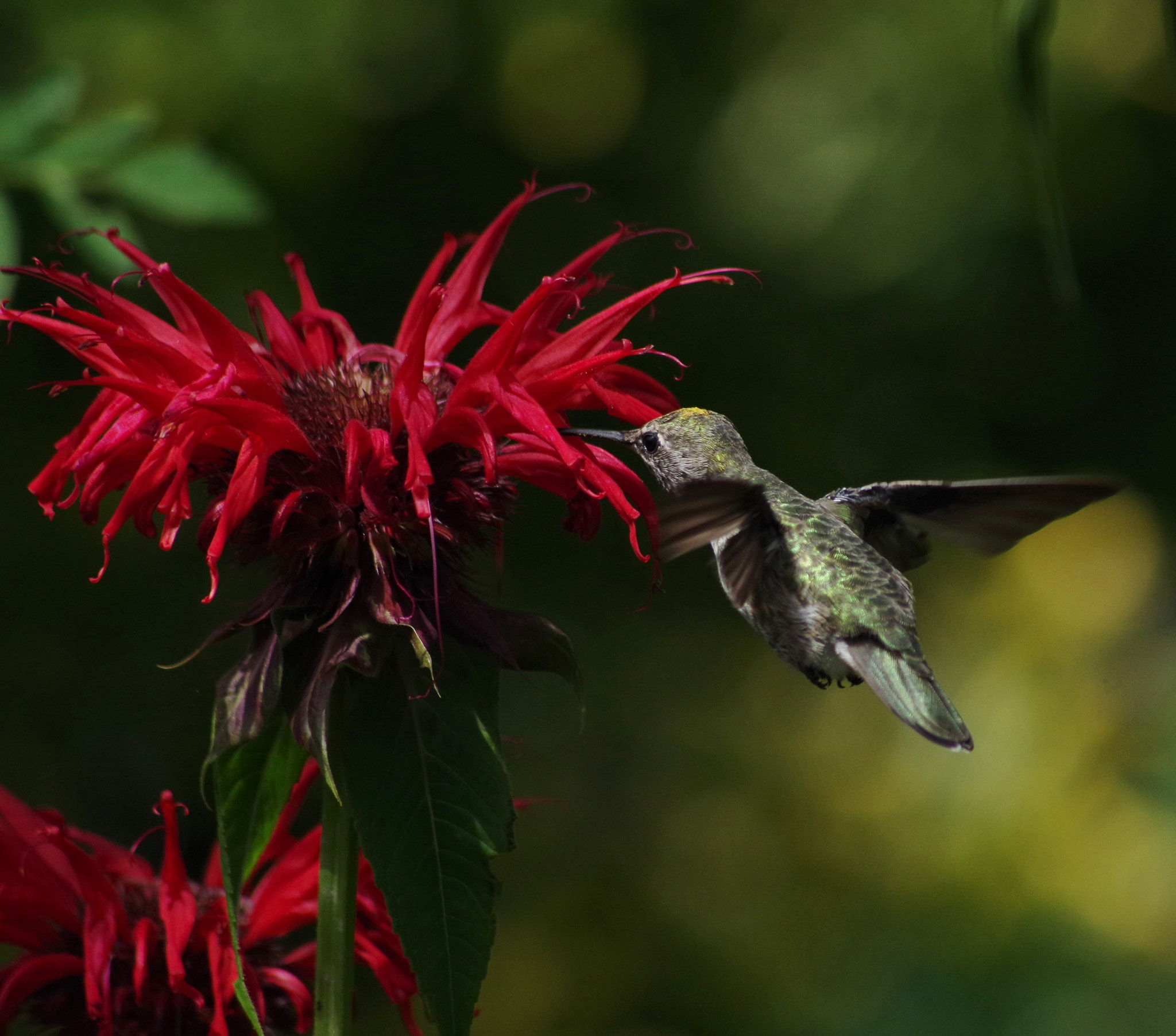 smc PENTAX-FA 100-300mm F4.7-5.8 sample photo. Hummingbird.. photography