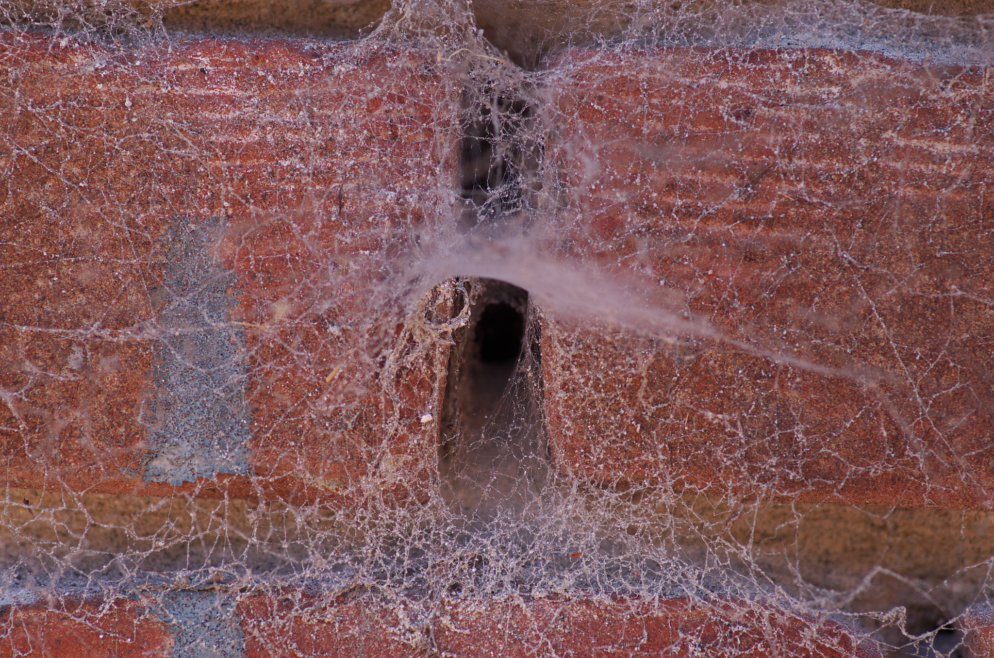 Pentax K-30 + Pentax smc D-FA 100mm F2.8 Macro WR sample photo. Spider busy work photography