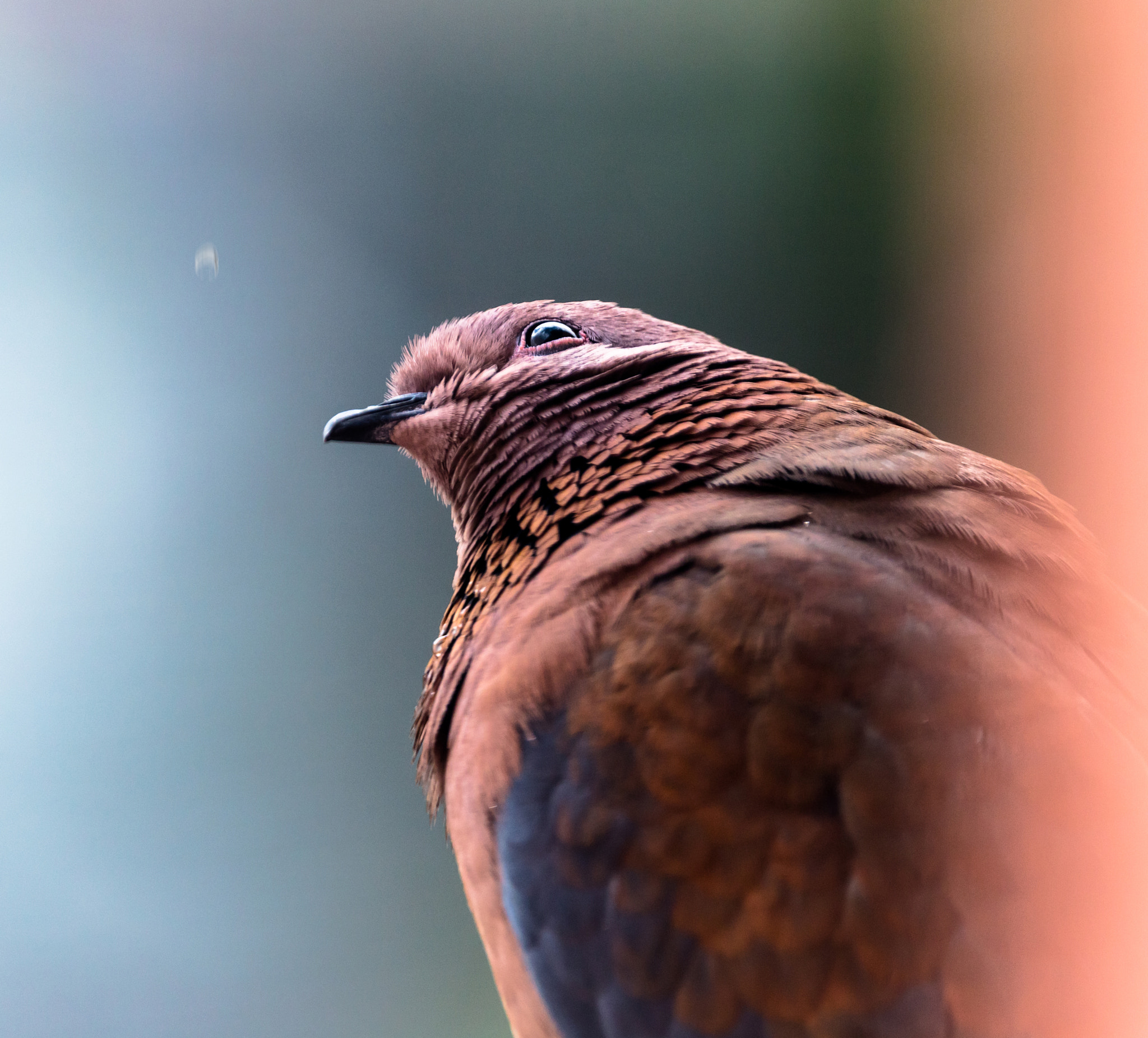 Sigma 150-600mm F5-6.3 DG OS HSM | C sample photo. I sit and watch as tears go by photography