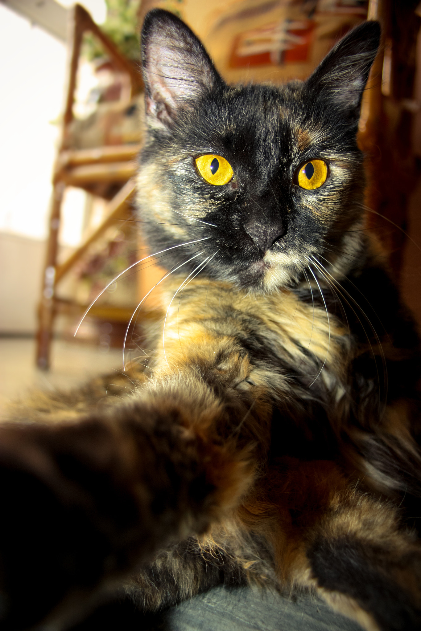 Canon EOS 450D (EOS Rebel XSi / EOS Kiss X2) + Sigma 18-50mm f/3.5-5.6 DC sample photo. Selfie cat - samara photography
