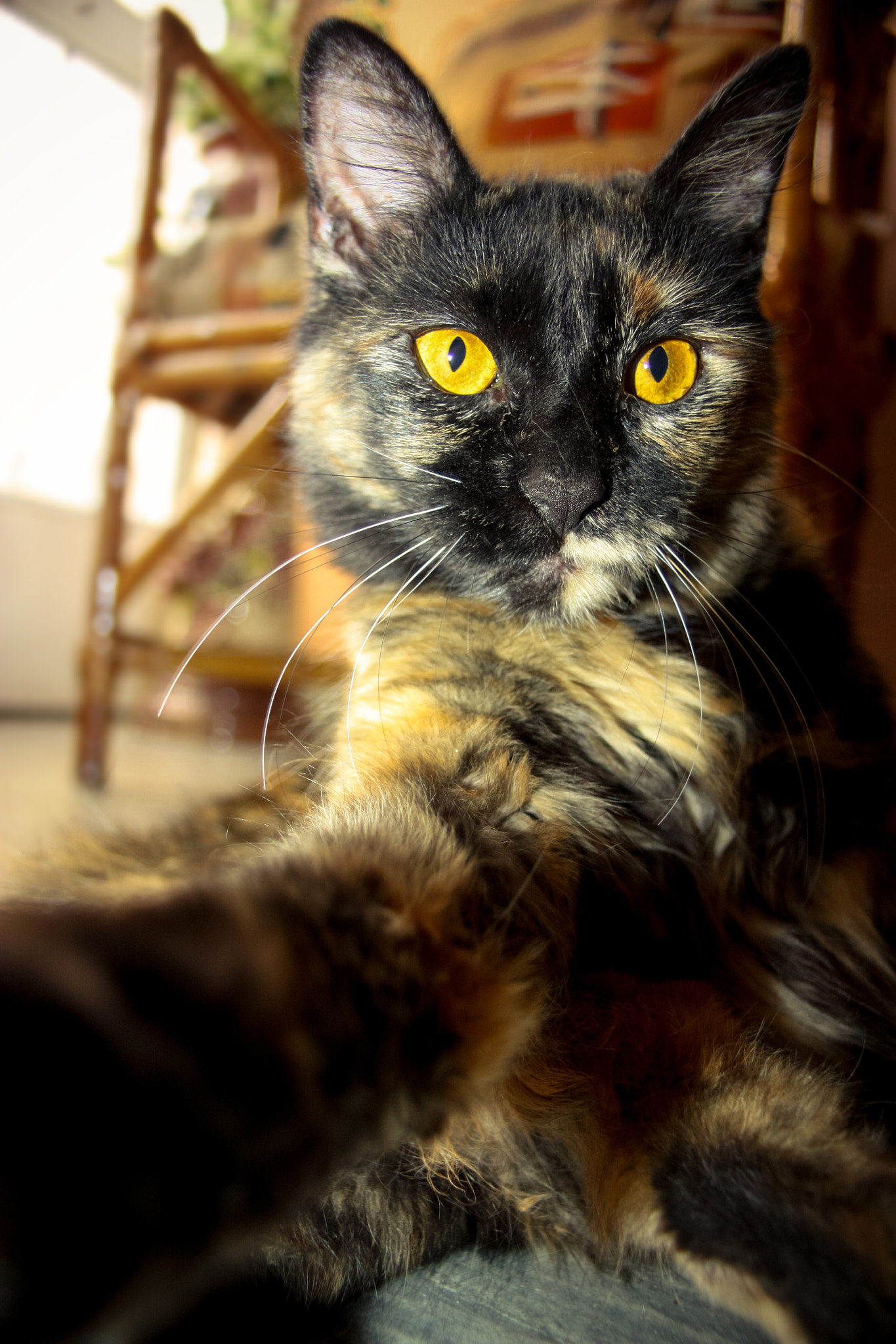 Sigma 18-50mm f/3.5-5.6 DC sample photo. Selfie cat - samara photography