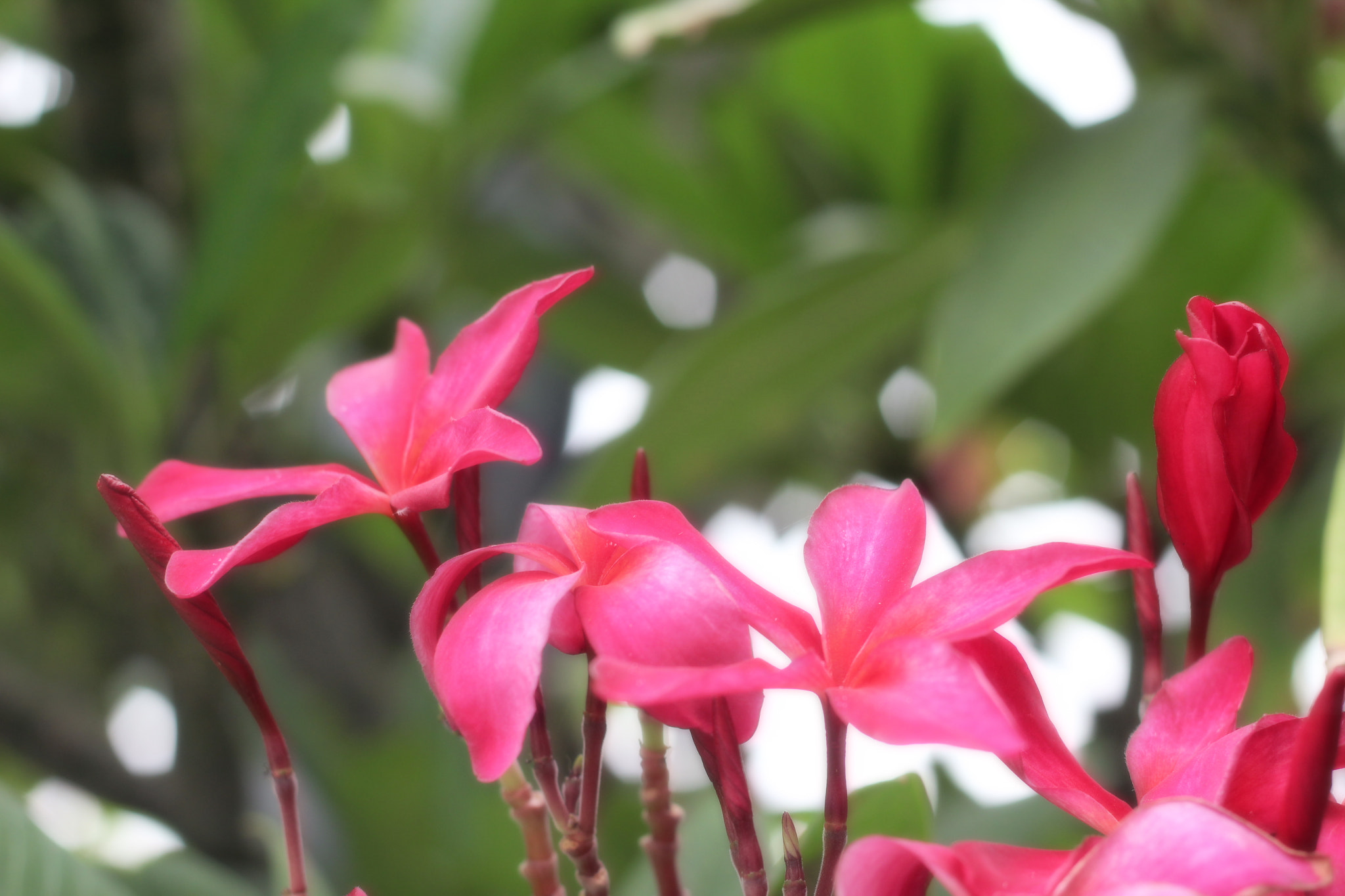 Canon EOS 1200D (EOS Rebel T5 / EOS Kiss X70 / EOS Hi) + Canon EF 50mm F1.8 II sample photo. Amazing plumeria photography