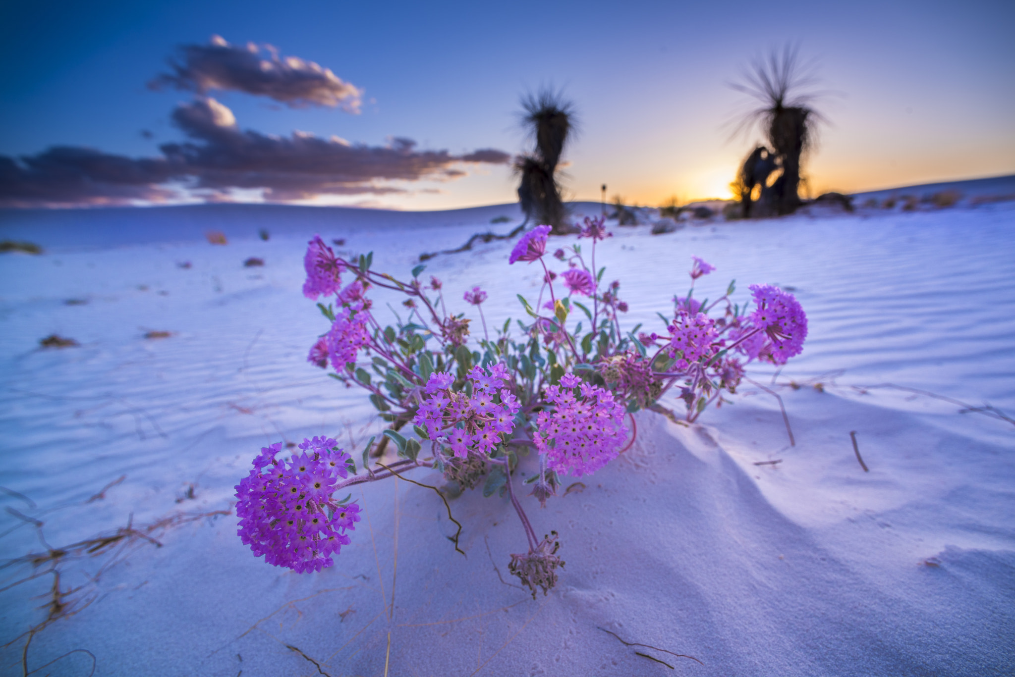 Nikon D810 + Nikon AF Nikkor 14mm F2.8D ED sample photo. Desert bloom photography