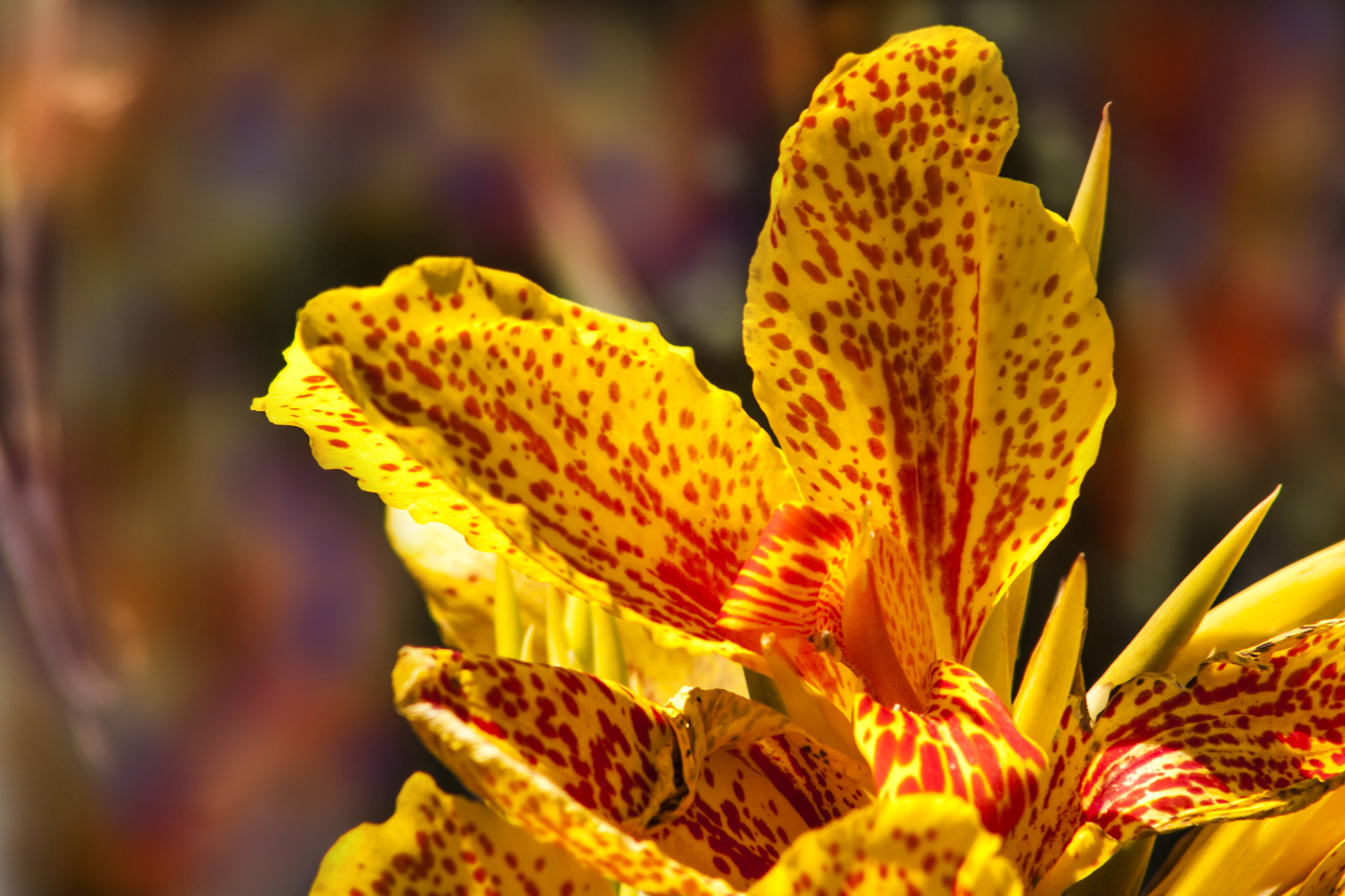 Canon EF 75-300mm f/4-5.6 USM sample photo. Yelow photography