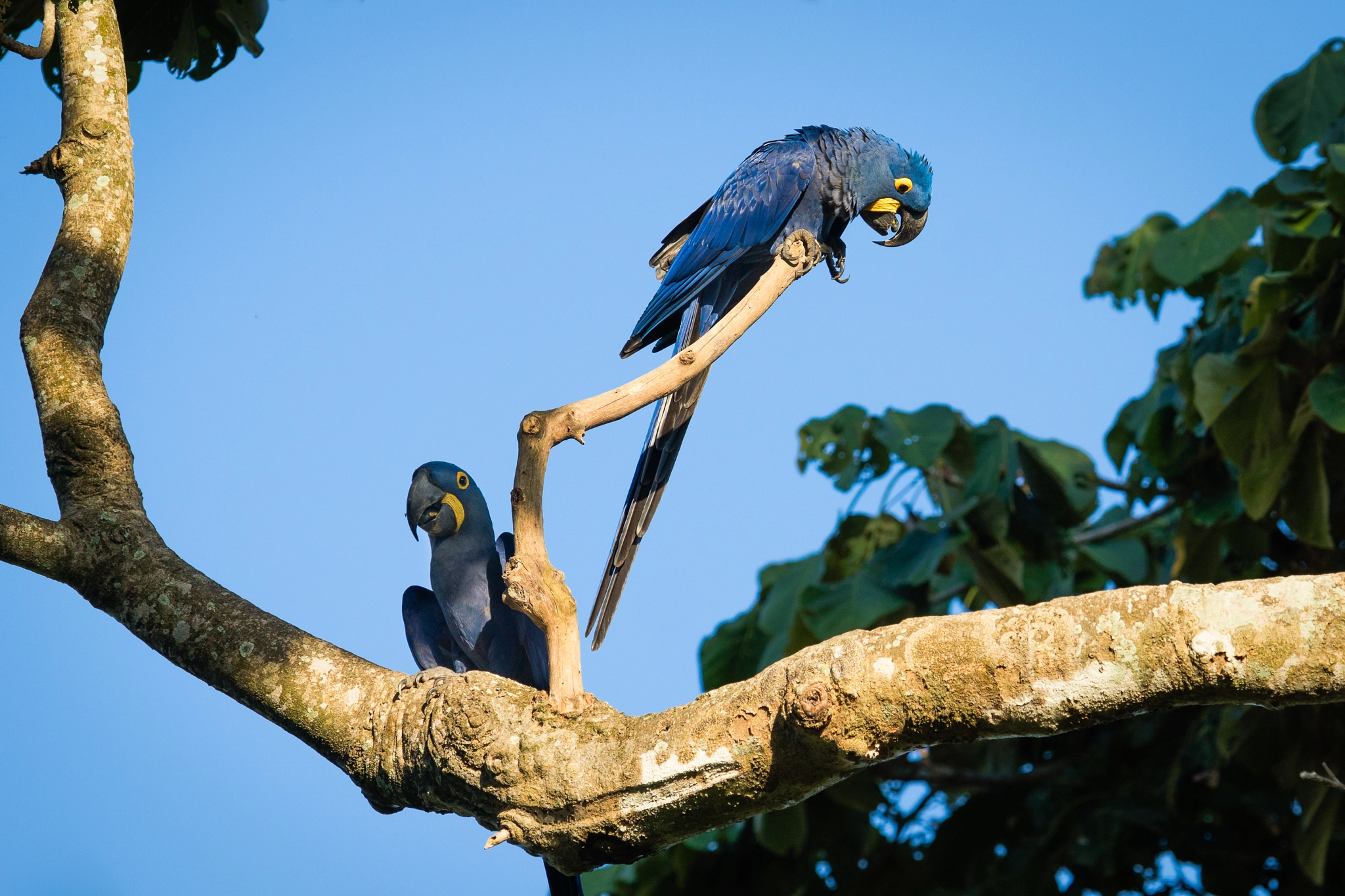 300mm F2.8 G sample photo. Hyacinth macaw photography