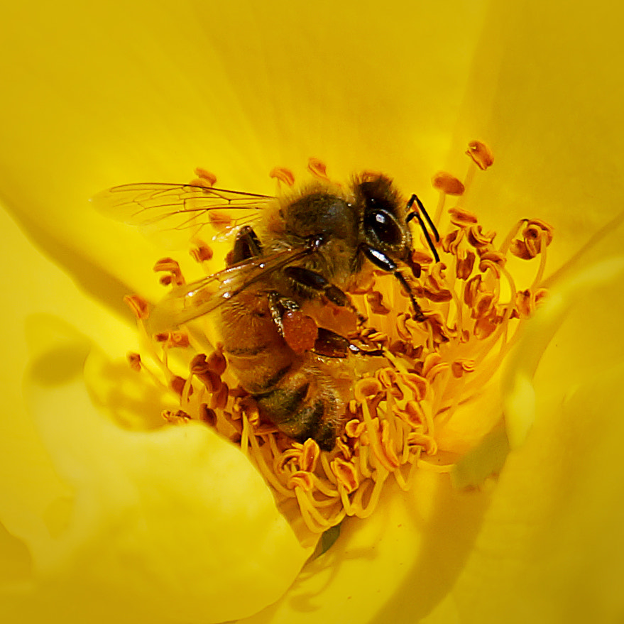 Sony a99 II + Sony 70-400mm F4-5.6 G SSM II sample photo. 蜜蜂与花蕊 photography