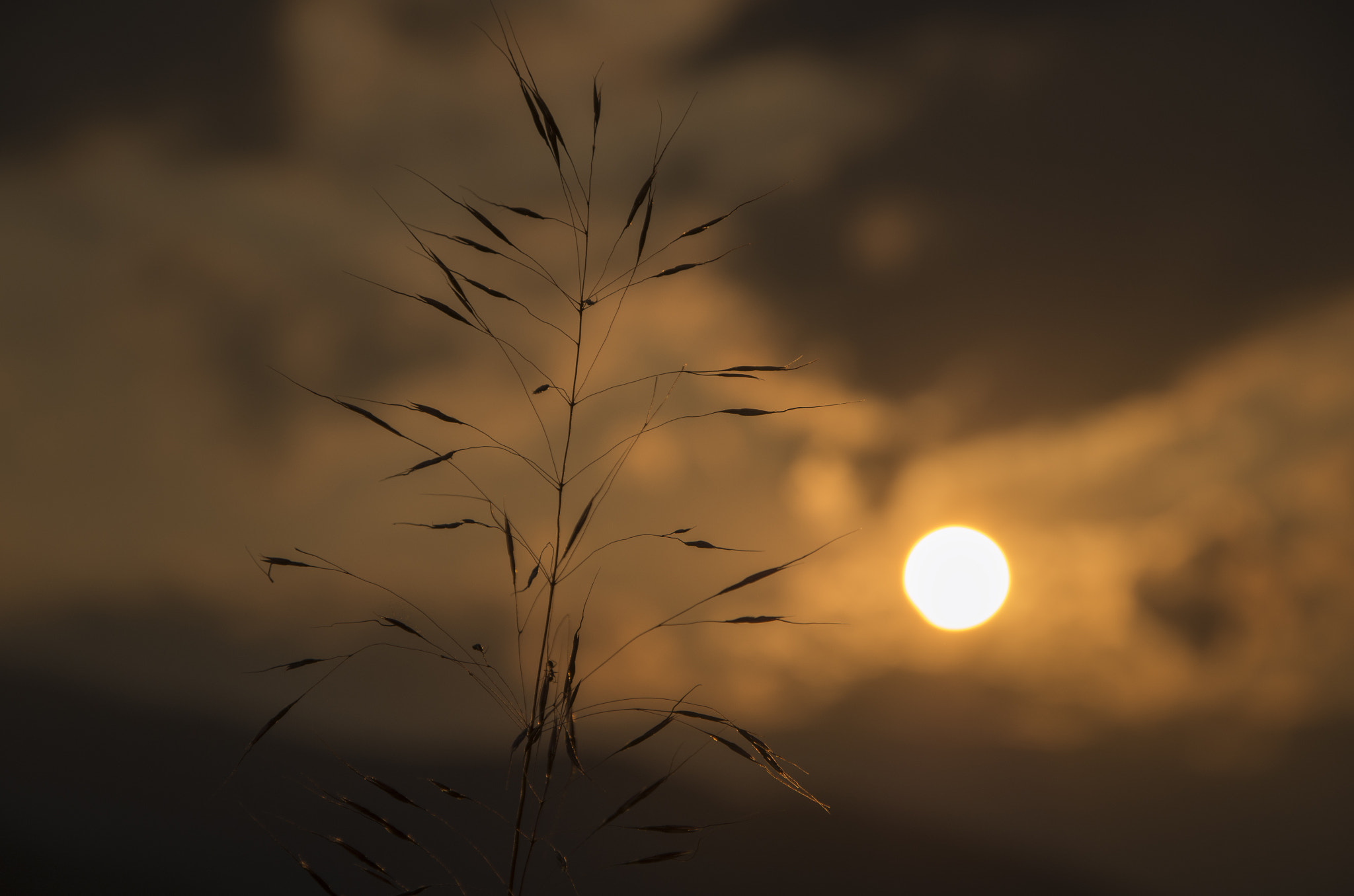 Sigma 18-250mm F3.5-6.3 DC OS HSM sample photo. Light ball photography