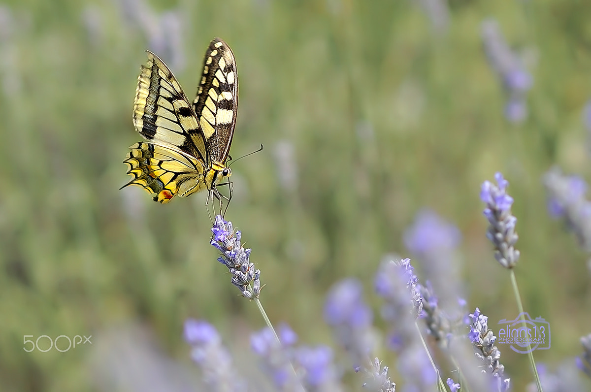 Nikon D300S + Nikon AF-S Nikkor 85mm F1.8G sample photo. Papilio machaon - papallona reina photography