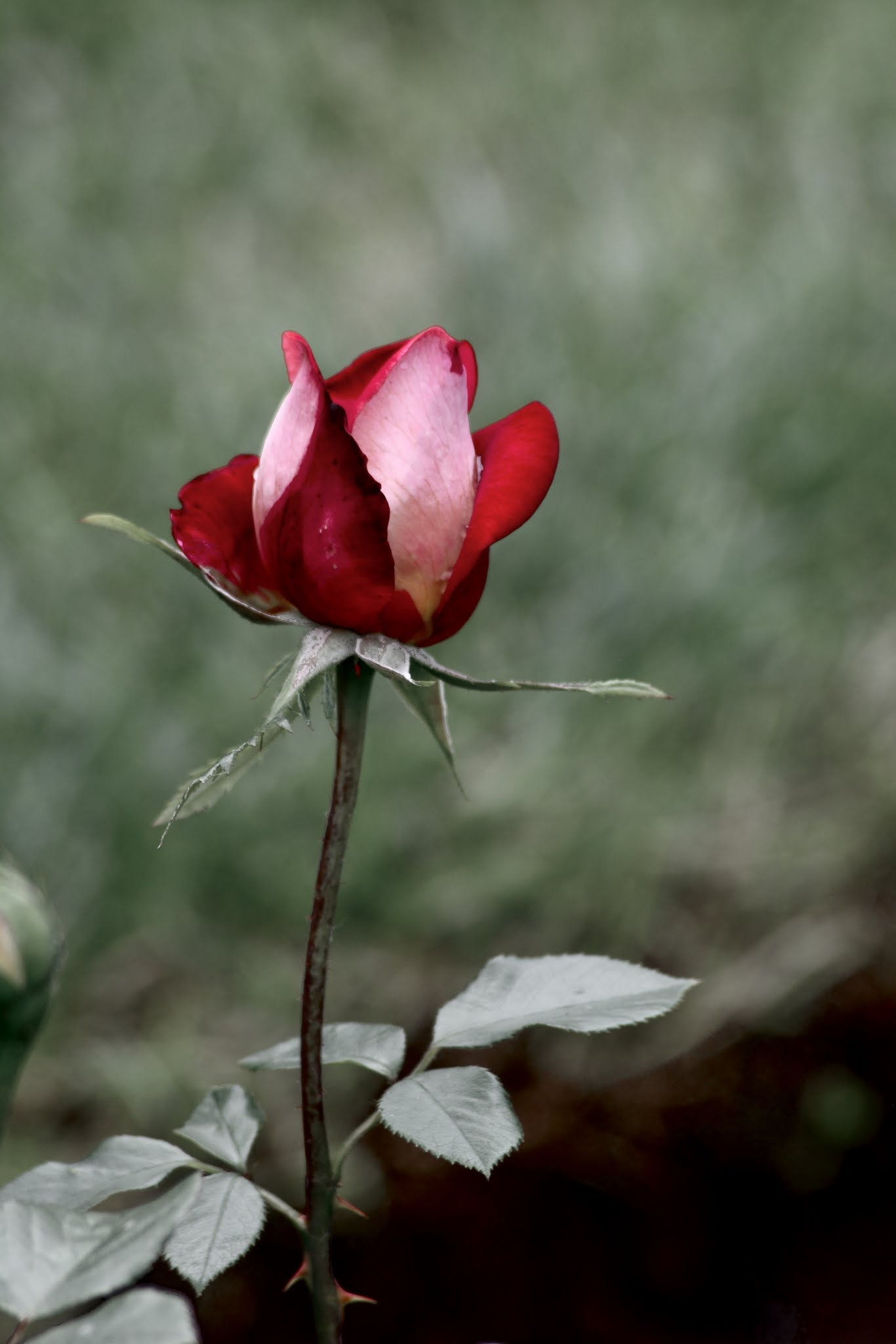 Nikon AF Nikkor 70-300mm F4-5.6G sample photo. Rose red photography